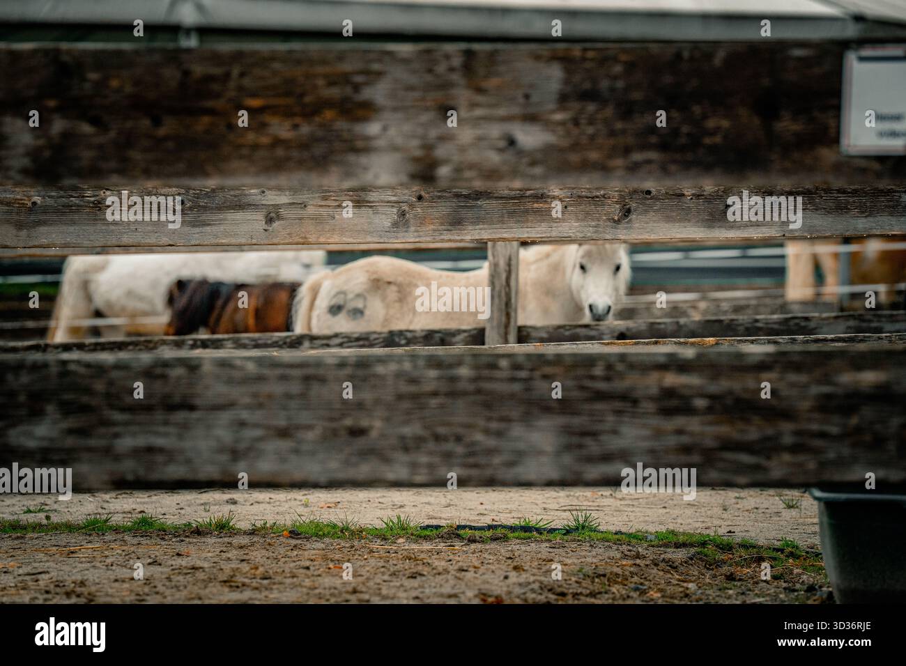Zwei Ziegen sind hinter einem hölzernen Zaun in einem Bauernhof zu sehen. Stockfoto