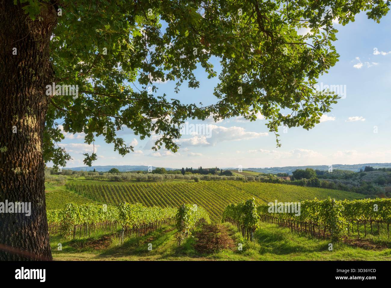 Weinberge in den sanften Hügeln der Chianti-Weinregion, die durch das Baldachin einer Eiche gesehen werden. Sommerlandschaft in der Nähe von Montefiridolfi, Tusca Stockfoto
