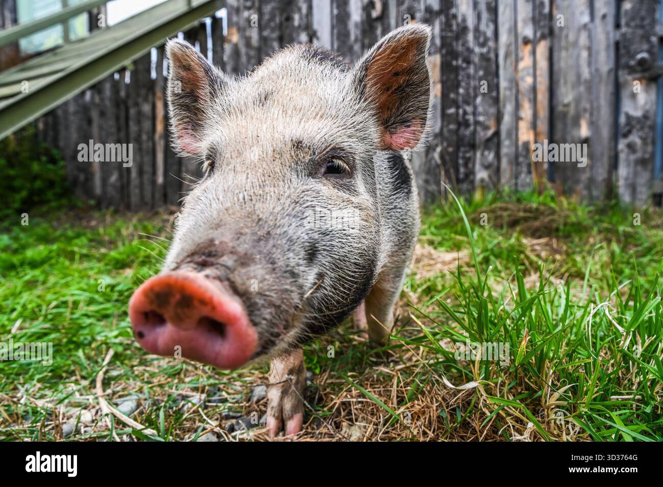 Nahaufnahme eines gefleckten Mini-Schweins mit einer rosa Schnauze, die direkt in die Kamera blickt, auf grünem Gras in einer rustikalen Farm-Umgebung. Stockfoto