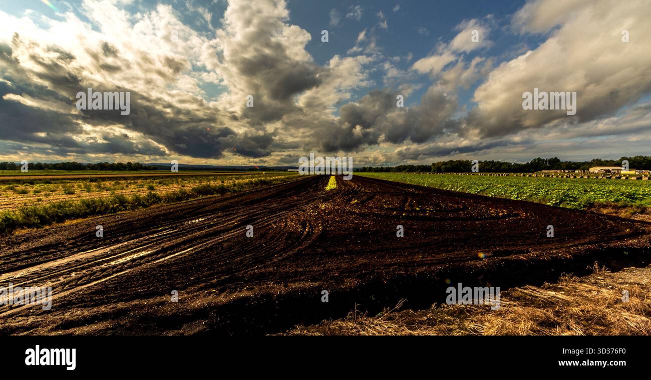 Dunkler, fruchtbarer Boden erstreckt sich unter dramatischem Himmel auf einer Pine Island Farm in Orange County, NY, wo Reihen von Kulturen und Scheunen die Schönheit von ne einfangen Stockfoto