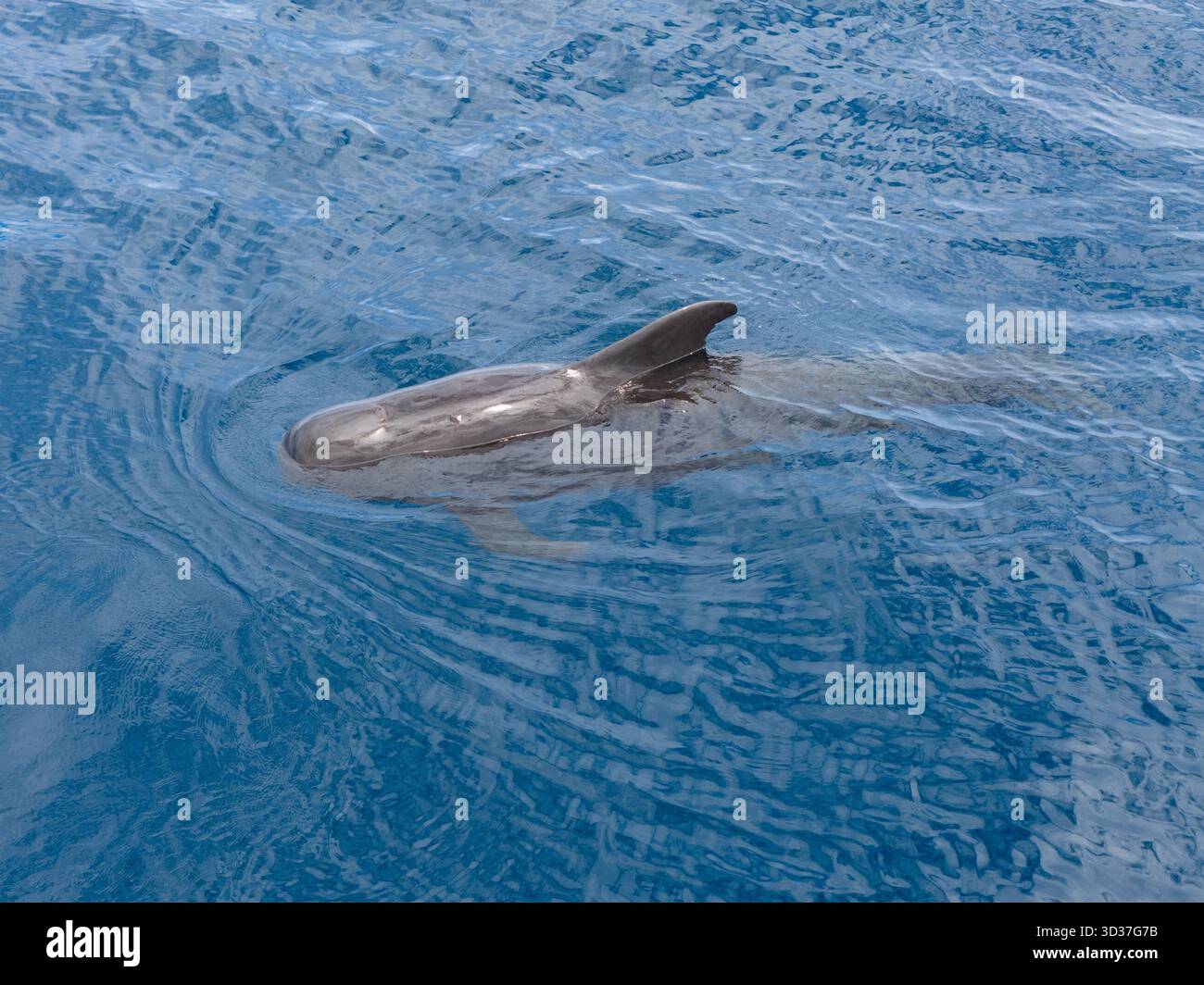 Ein Kurzflossen-Grindwal, Globicephala macrorhynchus, schwimmt in der Banda-See in Indonesien. Diese hochsozialen Wale können über 40 Jahre leben. Stockfoto