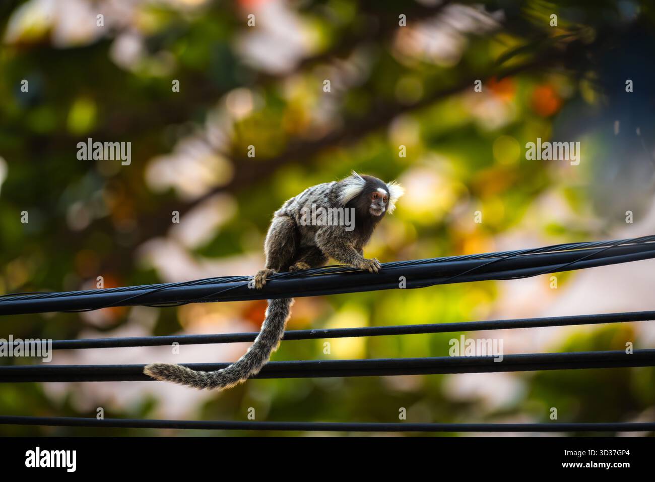 Gemeinsame Marmoset auf Stromleitungen in Rio de Janeiro, Brasilien Stockfoto