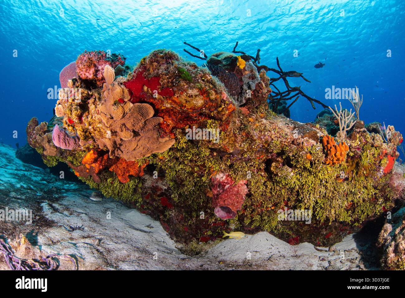 Cozumel Drift Tauchgänge Stockfoto