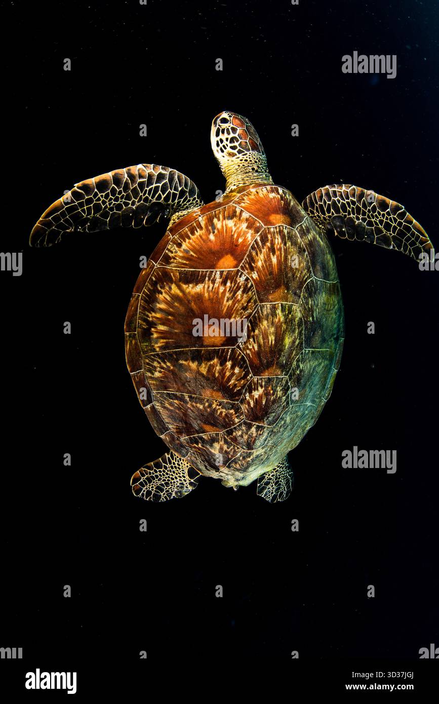 Cozumel Drift Tauchgänge Stockfoto