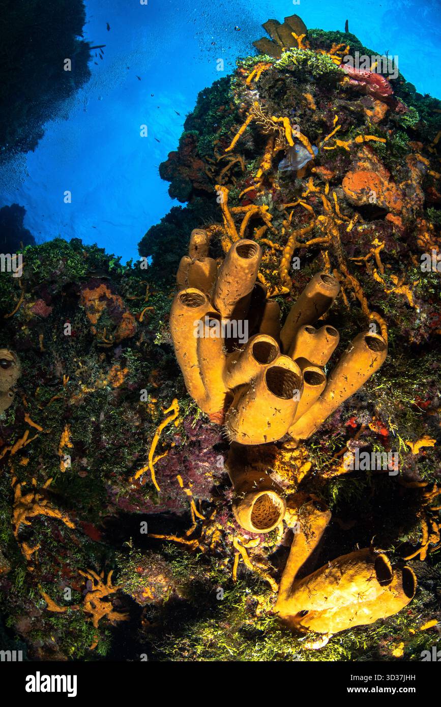 Cozumel Drift Tauchgänge Stockfoto