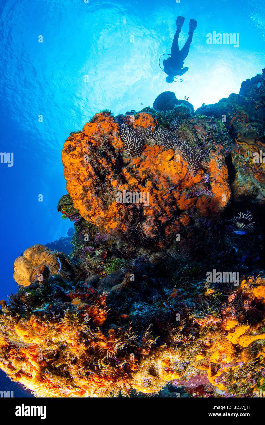 Cozumel Drift Tauchgänge Stockfoto