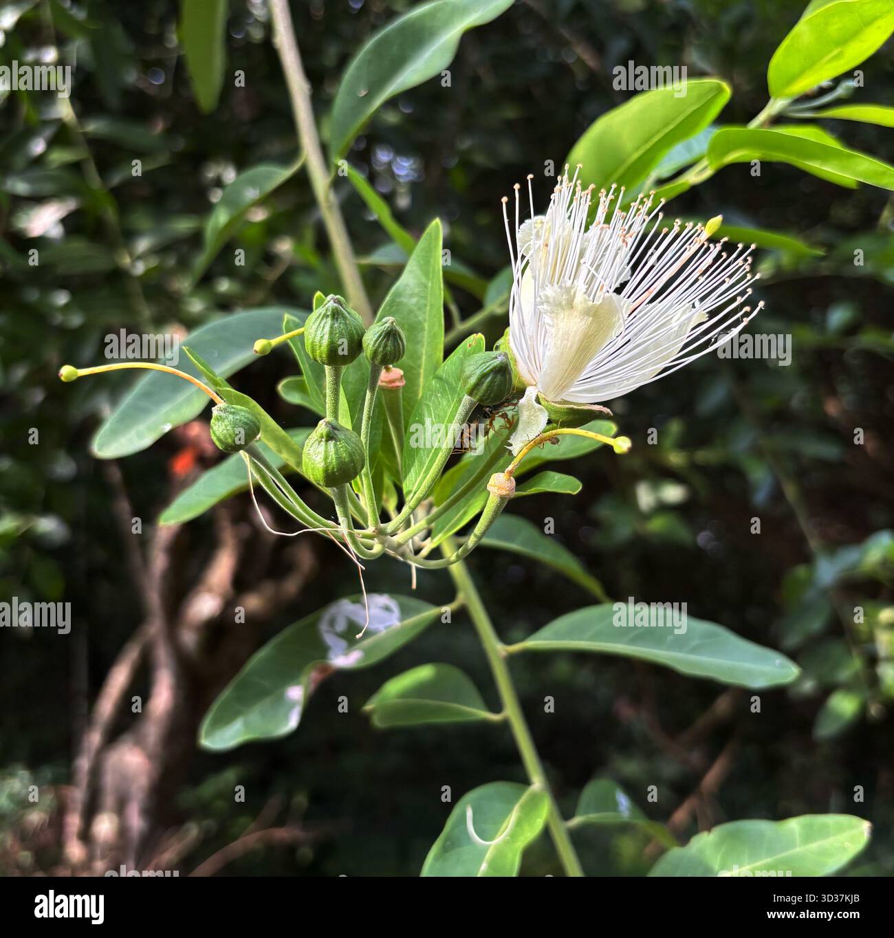 Blühende Pinsel Kapernbeere (Capparis arborea), Ureinwohner-Busch tucker, Cairns, Queensland, Australien Stockfoto