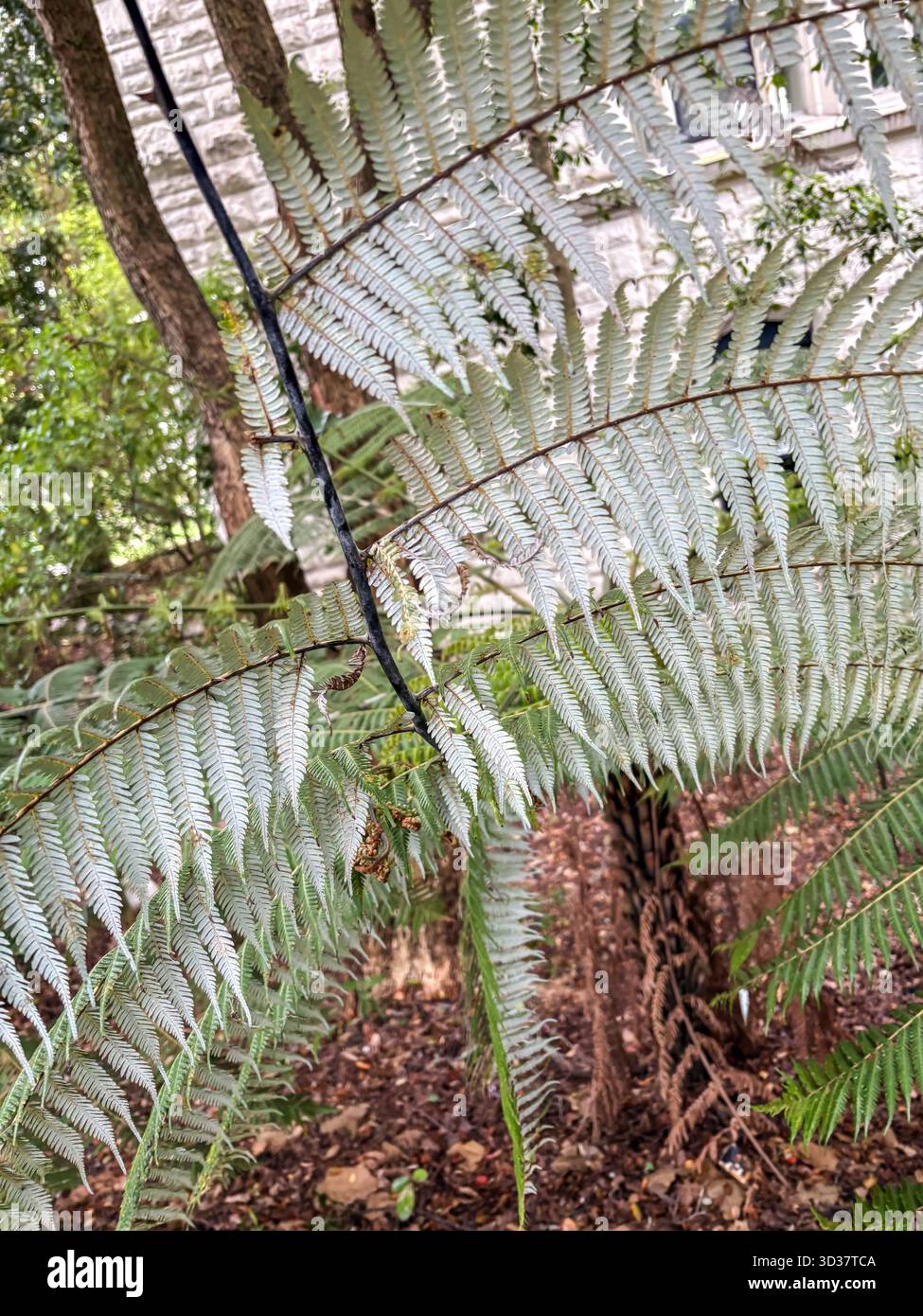 Silberfarn cyathea dealbata -Fotos und -Bildmaterial in hoher Auflsung   Alamy