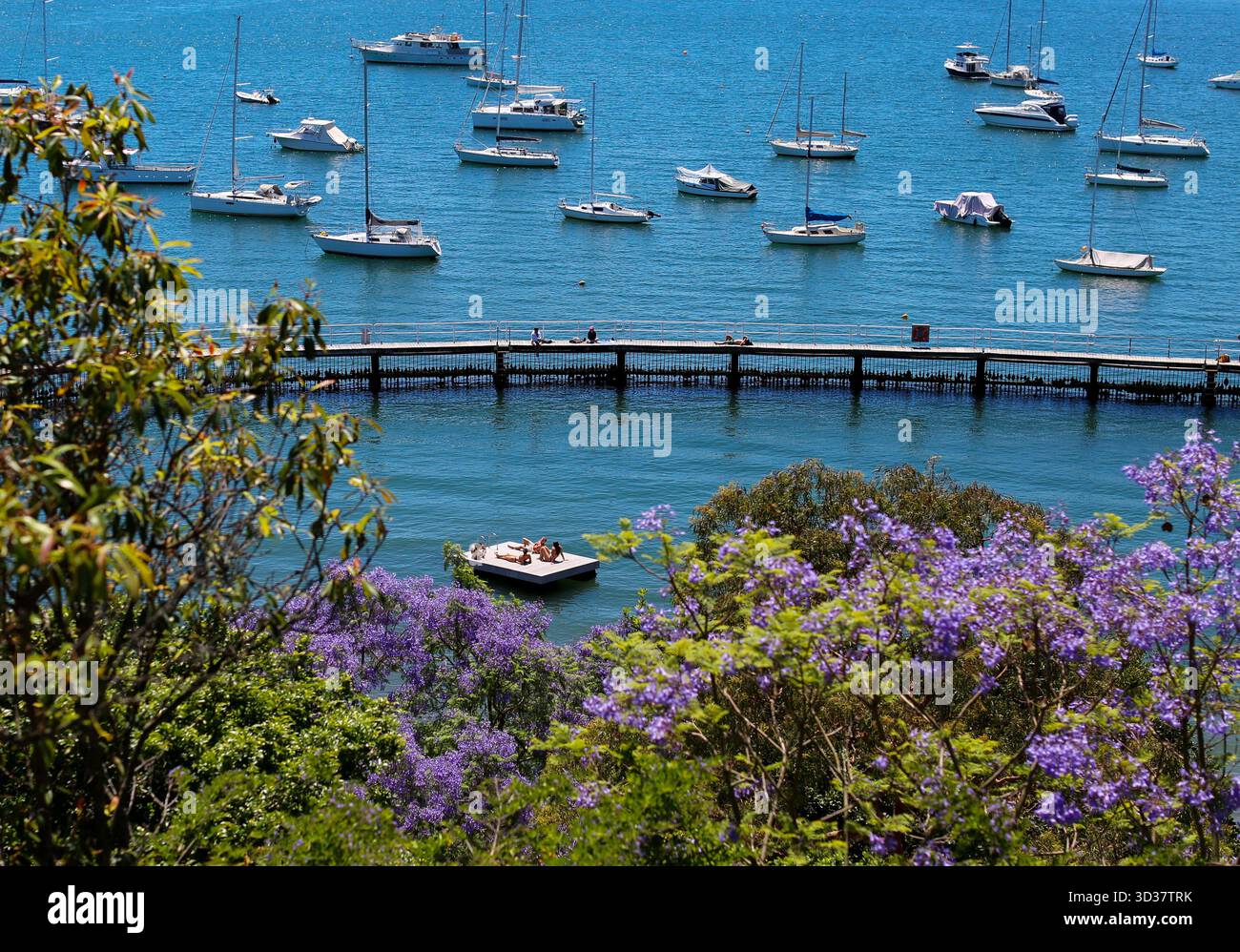 Sydney. November 2025. Dieses Foto, aufgenommen am 5. November 2025, zeigt die Landschaft der Jacaranda am Murray Rose Pool in Sydney, Australien. Quelle: Ma Ping/Xinhua/Alamy Live News Stockfoto