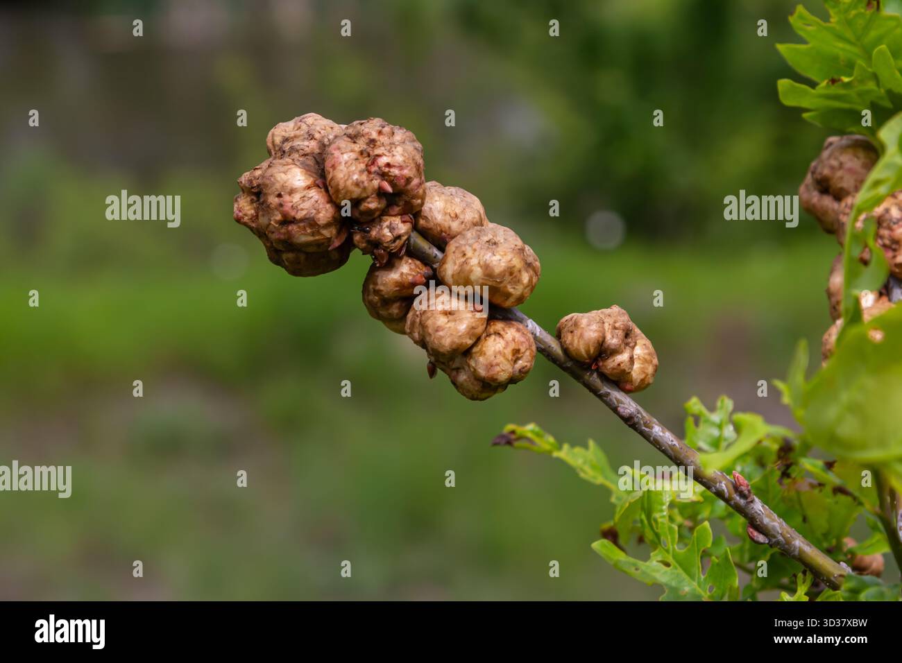 Verformte Wucherungen treten auf Eichenzweigen auf, die als Eichengürchen bezeichnet werden und durch Eichengallwespen verursacht werden. Diese einzigartigen Formationen verdeutlichen die komplexen Zusammenhänge in der eg Stockfoto