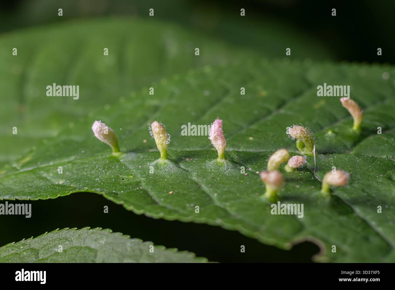 Eriophyes sp. Erzeugt auffällige Erineumgallen auf der oberen Seite eines Blattes, die einen einzigartigen rosafarbenen Farbton aufweisen, der im Frühling in einer Waldumgebung zu finden ist Stockfoto