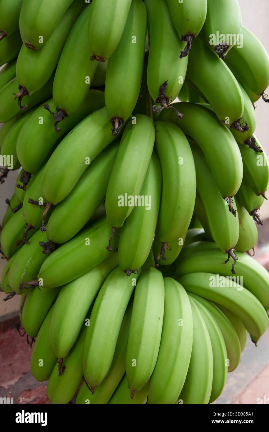 Dicht gepackte junge grüne Bananen, weicher Fokus und natürliches Licht, Landwirtschaft und tropisches Fruchtkonzept in vertikaler Richtung Stockfoto