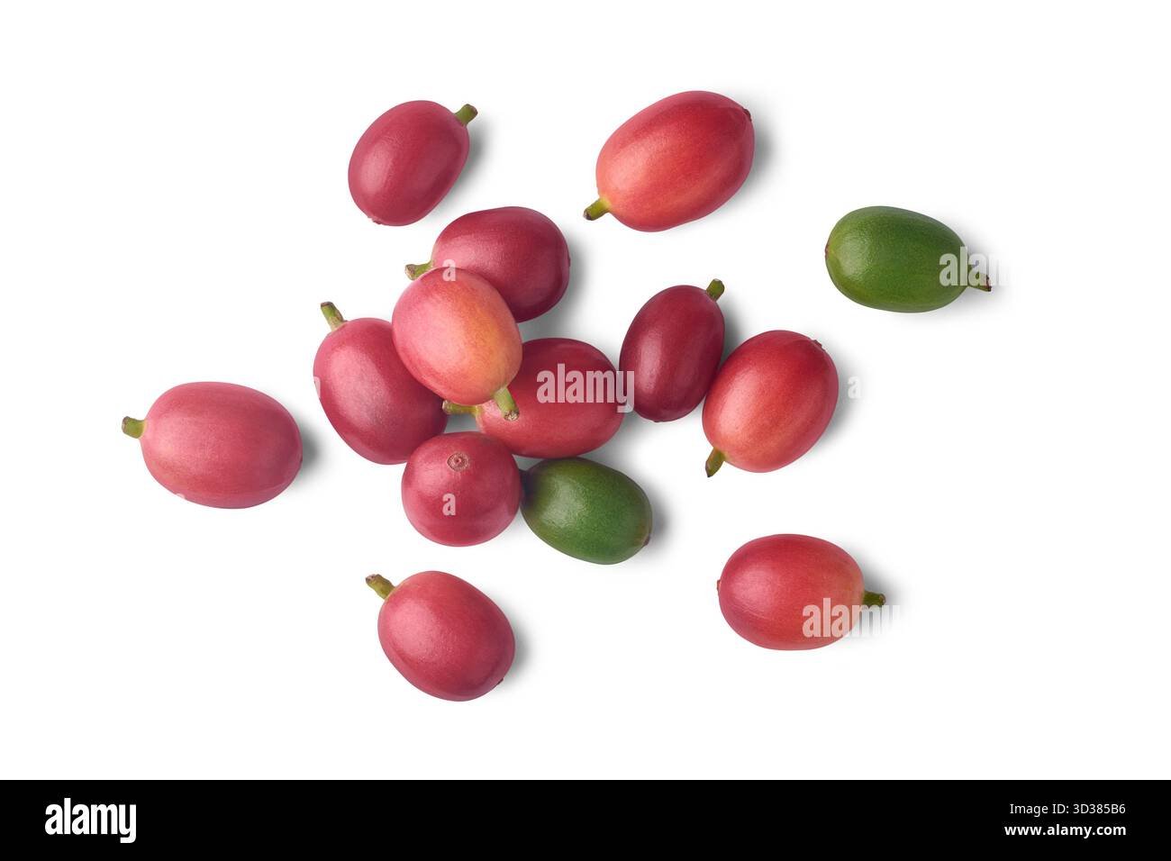 Reife rote Kaffeekirschen verstreut, leuchtende Hochglanzfrüchte mit grünen Stielen isoliert weißem Hintergrund, Konzepte der frischen Ernte und Landwirtschaft, Stockfoto