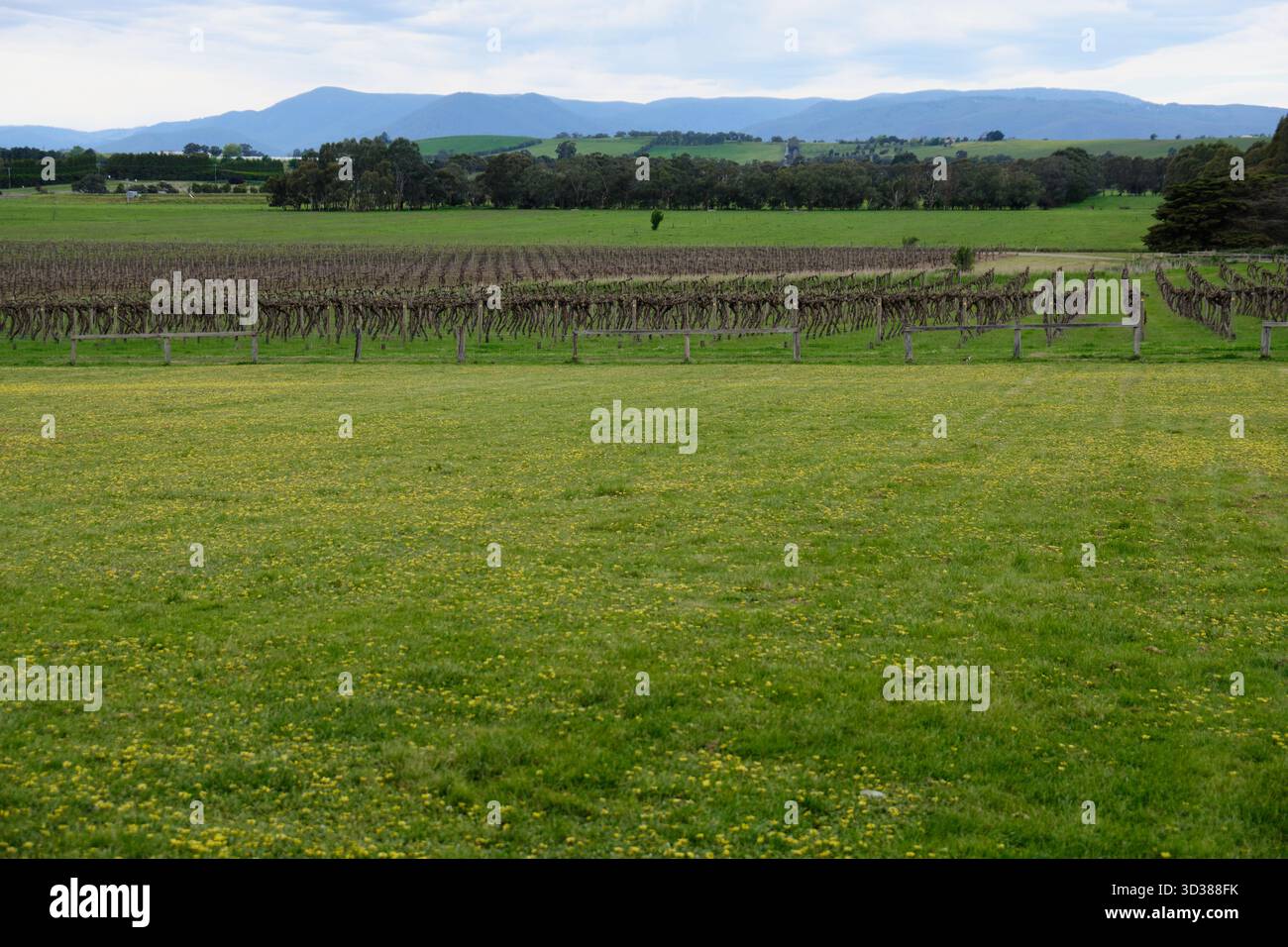 Wunderschöner Weinberg im Yarra Valley - Yering, Victoria, Australien Stockfoto