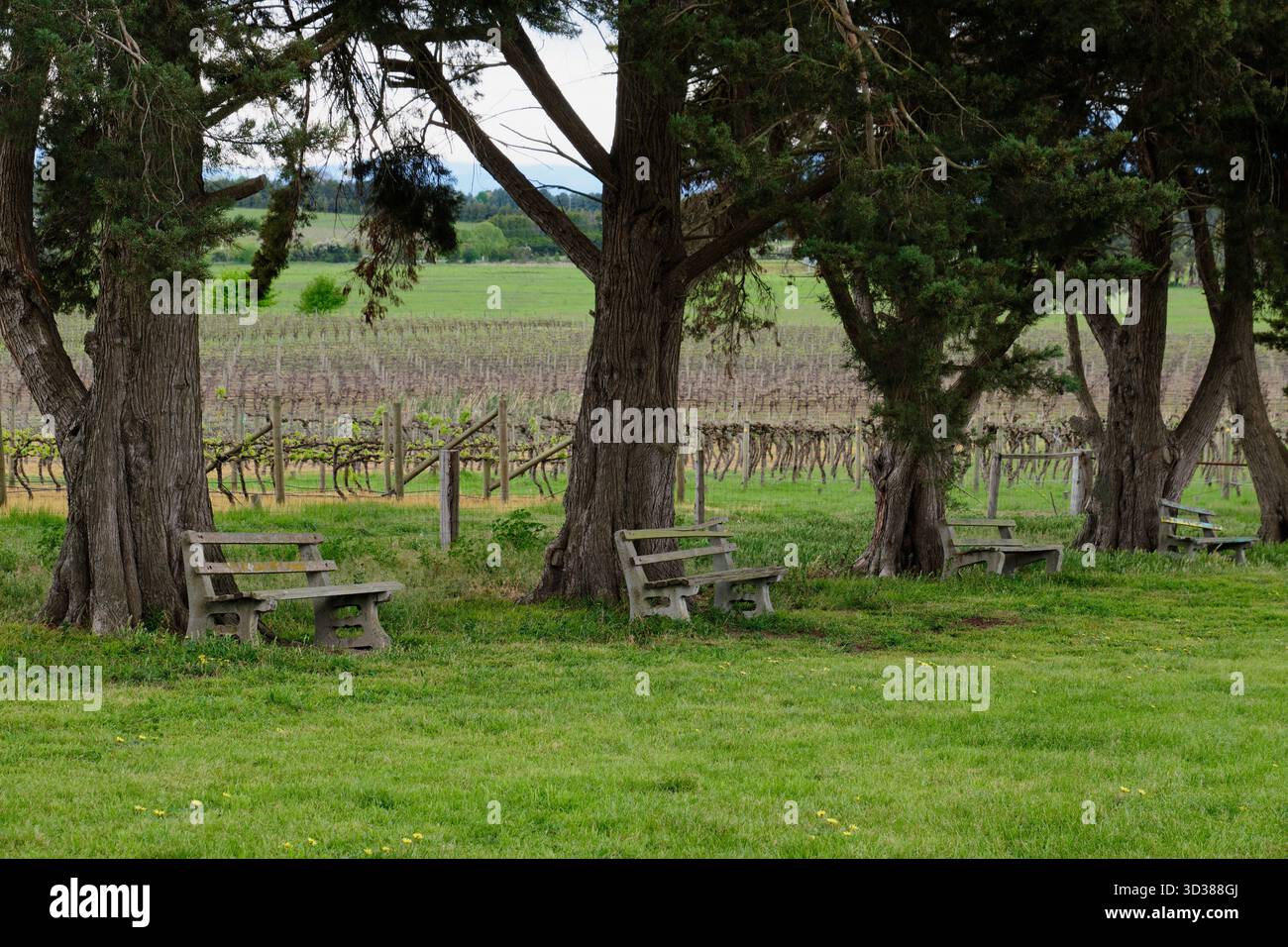Wunderschöner Weinberg im Yarra Valley - Yering, Victoria, Australien Stockfoto