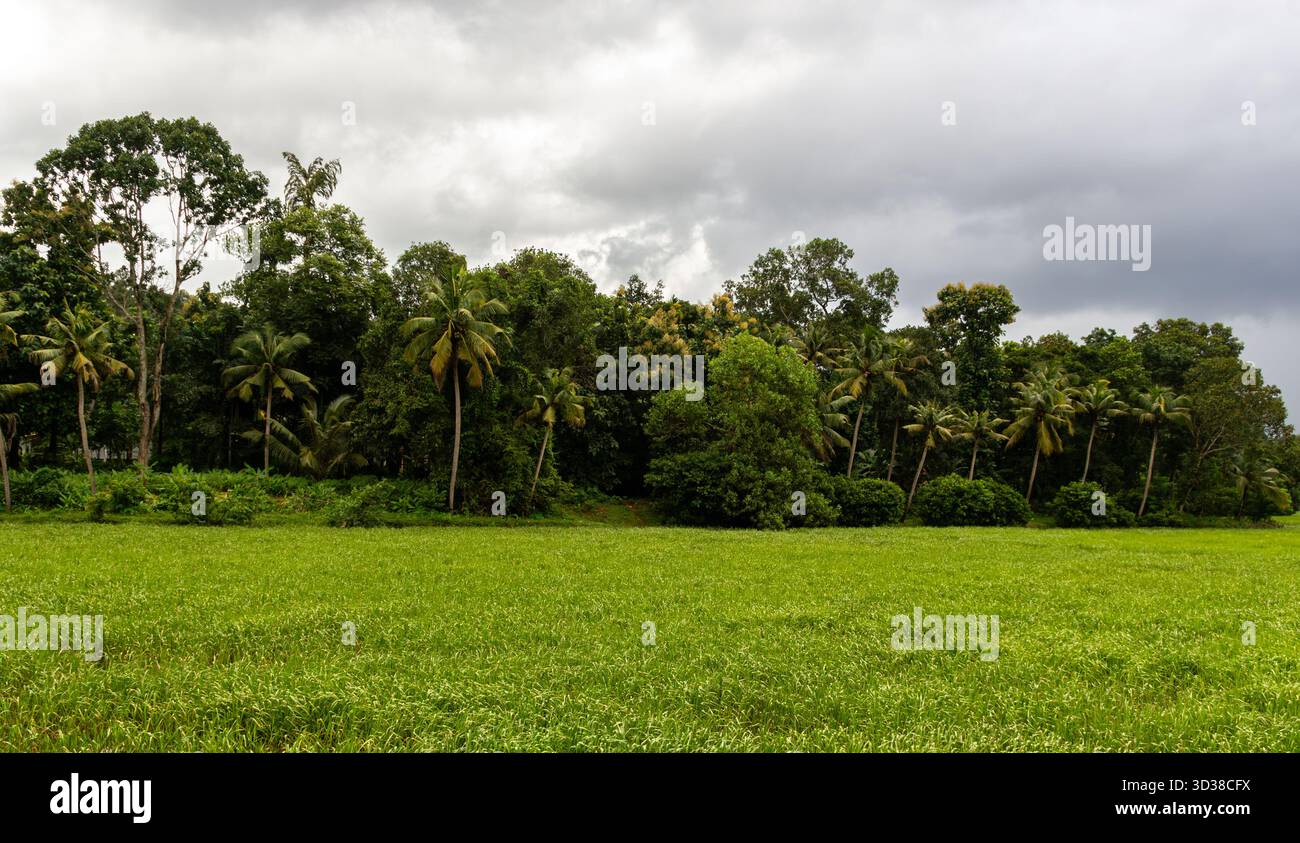 Üppiges grünes Paddy-Feld, umgeben von tropischem Dschungel und Kokospalmen Stockfoto