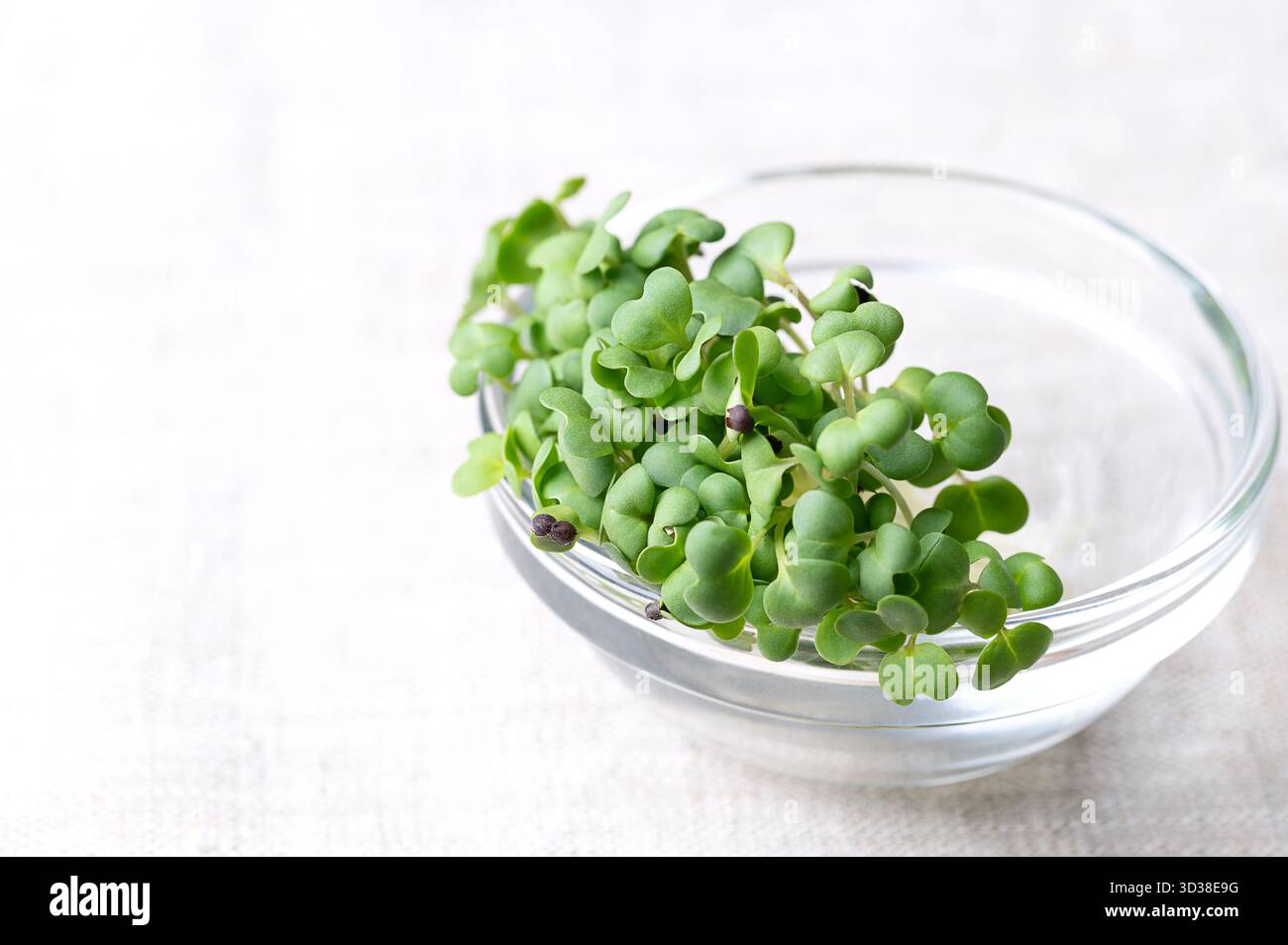 Schwarzer Senf, frische Sprossen in einer kleinen Glasschale, auf Leinen, Nahansicht von vorne. Setzlinge und Triebe von Brassica nigra. Stockfoto
