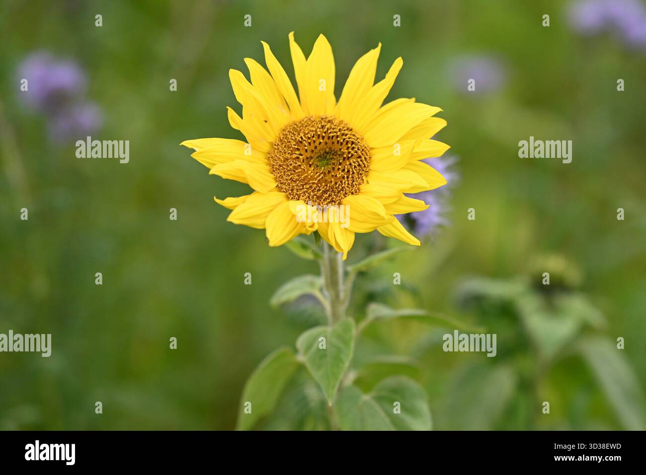 Sonnenblumenblüte im Sommerfeld Nahaufnahme hellgelbe Blume Beauty Shot Stockfoto