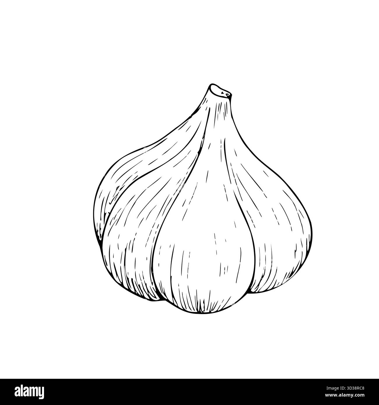 Vektorfrischer ganzer Knoblauch. Grafische Tinte pflanzliche Illustration, isoliert auf Hintergrund. Handgezeichnete Linienskizze. Für Designer, Drucke, Logo, Symbol, Menü Stock Vektor