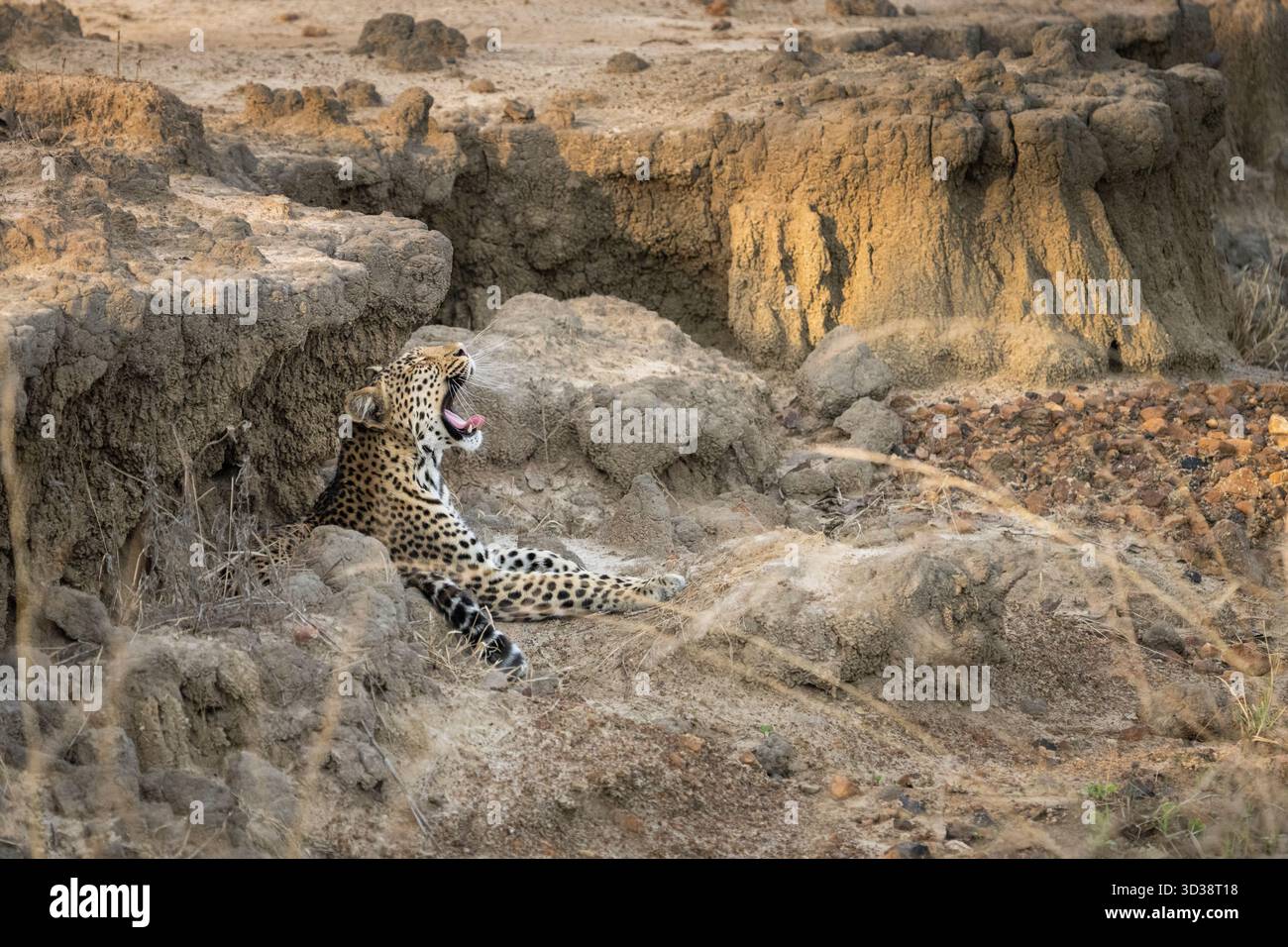 Leopard (Panthera pardus) in einem ausgetrockneten Flussbett. Kafue Nationalpark, Sambia, Afrika Stockfoto
