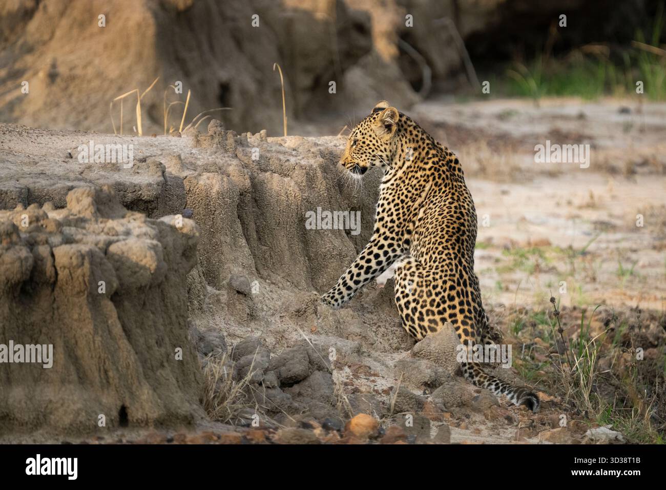 Leopard (Panthera pardus) sitzt in einem ausgetrockneten Flussbett. Kafue Nationalpark, Sambia, Afrika Stockfoto