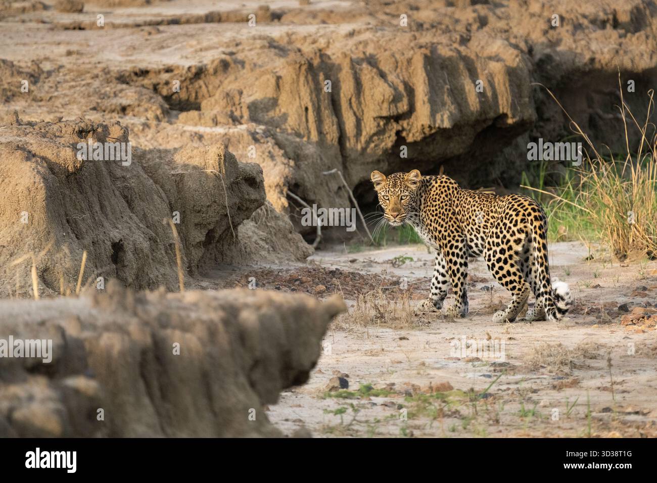 Leopard (Panthera pardus) blickt zurück in die Kamera, während er in einem ausgetrockneten Flussbett spaziert. Kafue Nationalpark, Sambia, Afrika Stockfoto