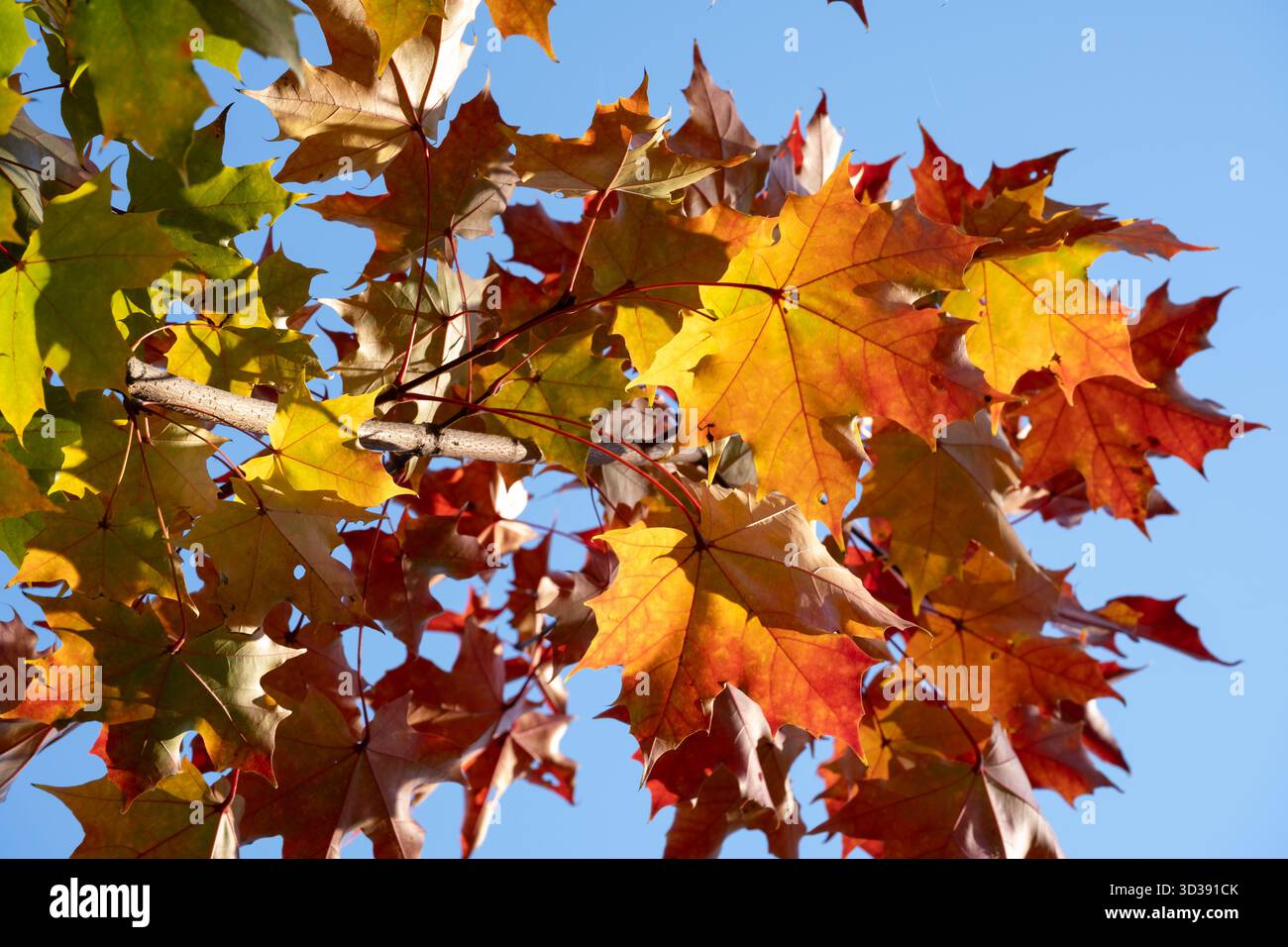 Helle Ahornblätter in Herbstfarben, beleuchtet durch Sonnenlicht vor einem klaren blauen Himmel. Die Szene zeigt saisonale Schönheit und natürliche Texturen, Perf Stockfoto