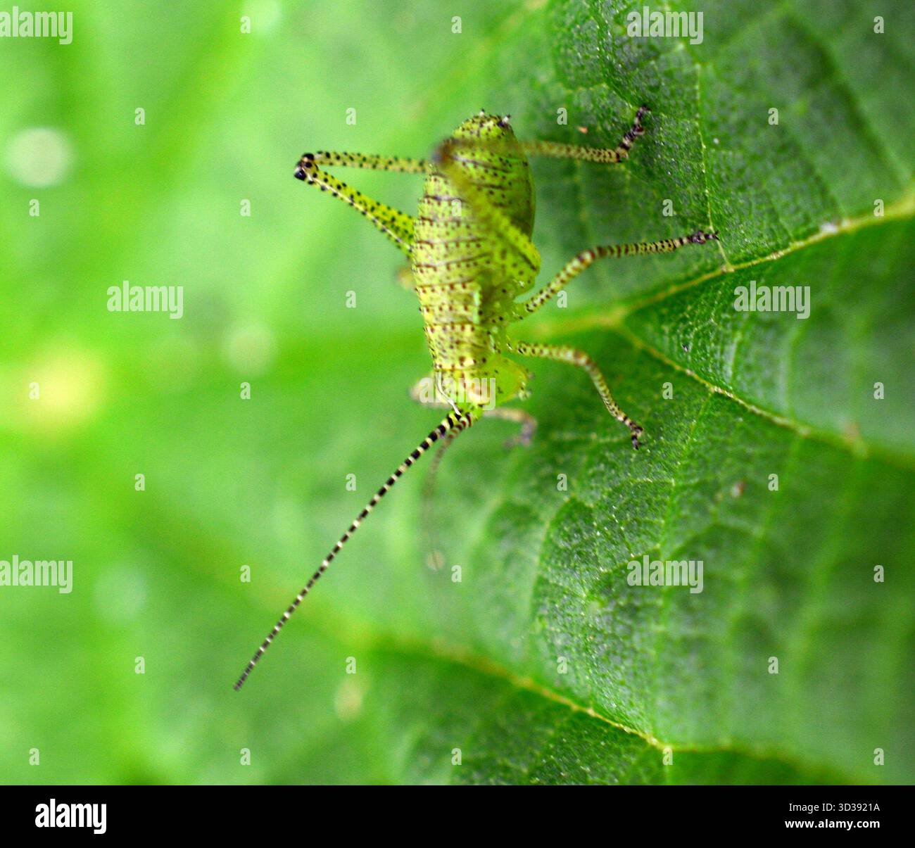 Gesprenkelte Bush Cricket, Nymphe im Frühstadium, Stockfoto
