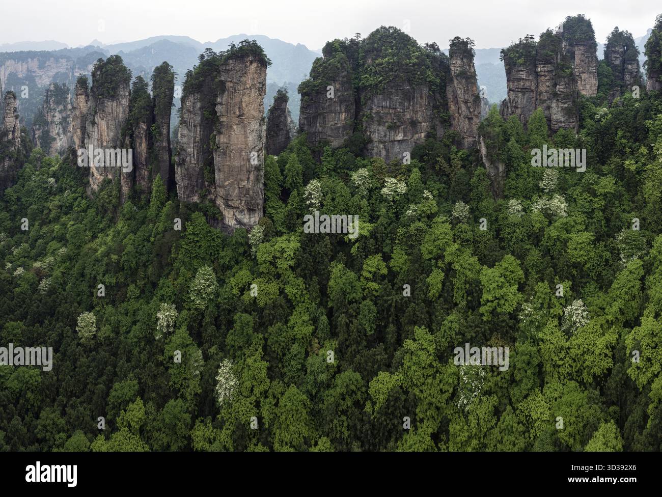 Aus der Vogelperspektive sehen Sie die hoch aufragenden Sandsteinsäulen, die durch üppige grüne Wälder durchdringen, eine Landschaft mit scharfen Kontrasten und natürlicher Pracht, Zhangjiajie Nation Stockfoto