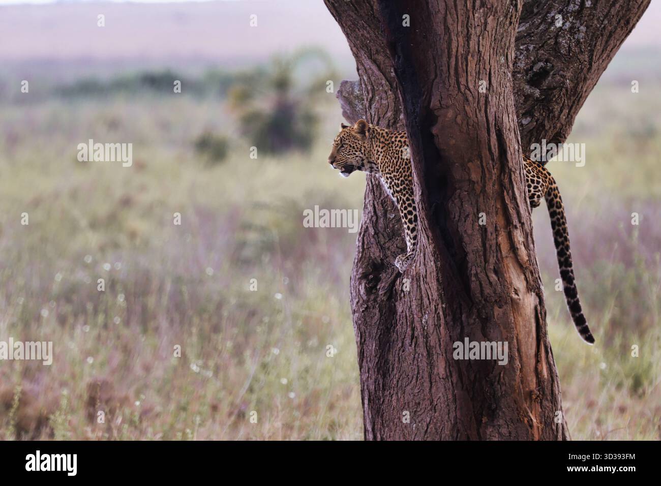 Serengeti Leopard im Baum. Stockfoto
