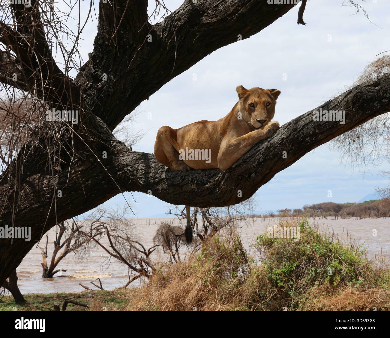 Löwe auf Baumzweig am See Manyara. Stockfoto