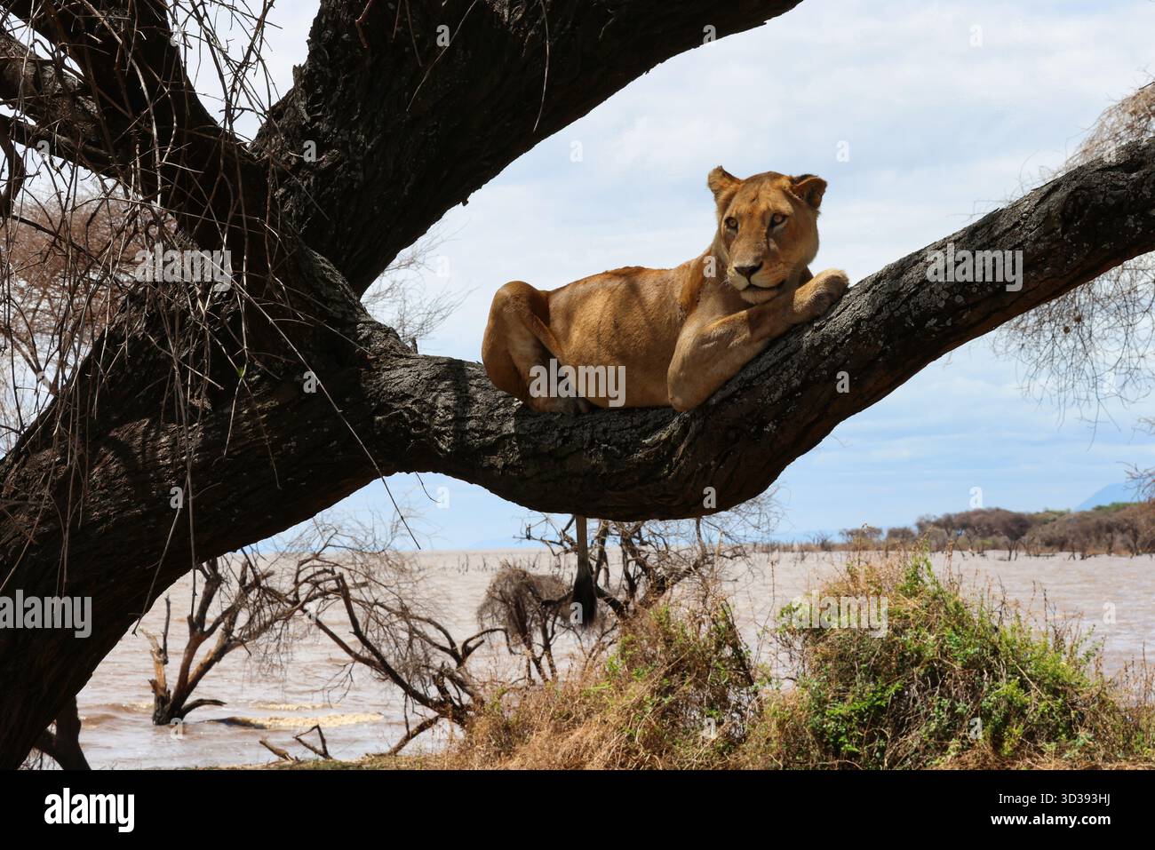 Löwe auf Baumzweig am See Manyara. Stockfoto
