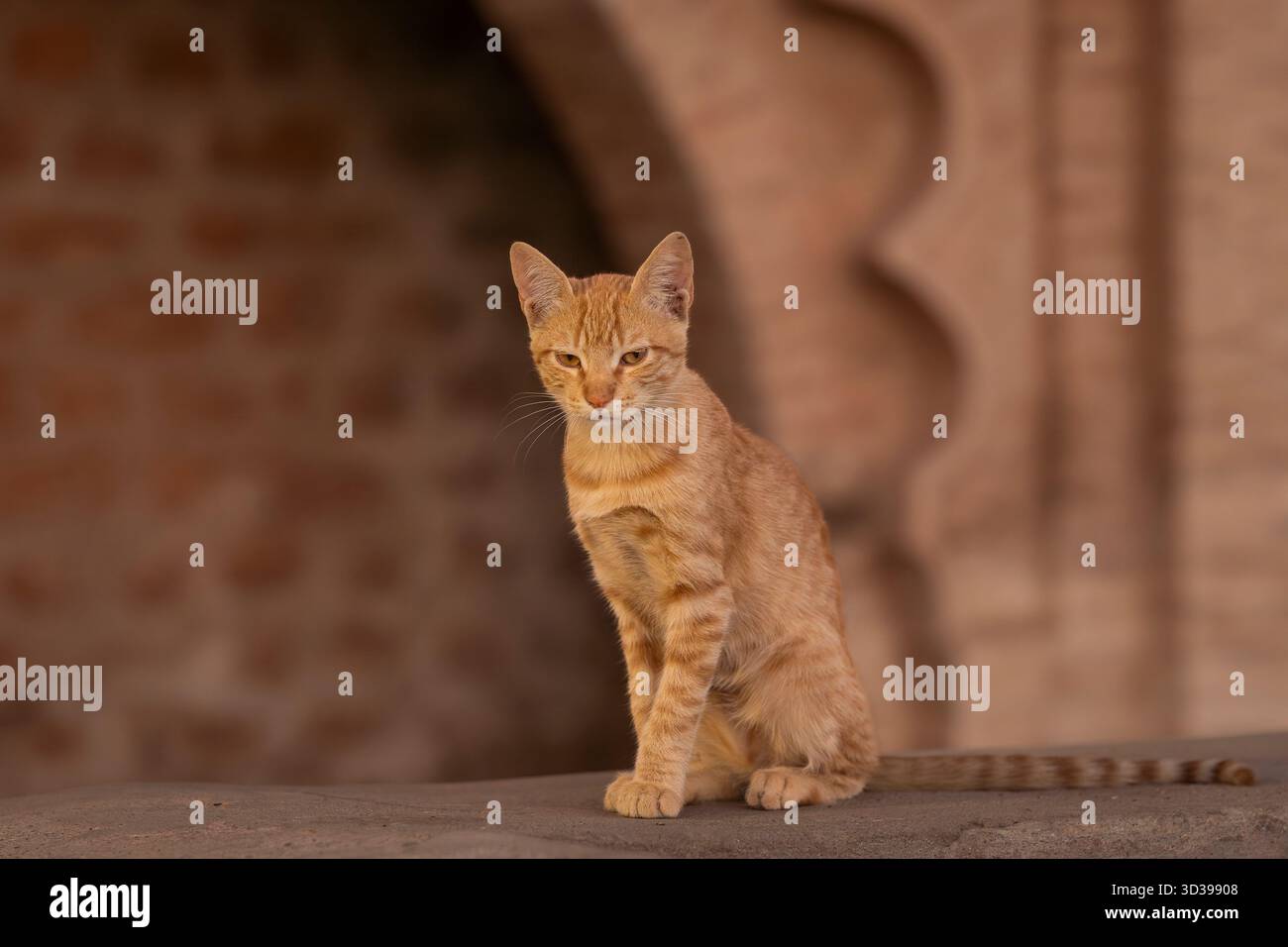 Ingwerkatze sitzt an einer Wand in Marrakesch. Porträt einer roten Katze, Stadtmauer im Hintergrund. Die Farben von Marrakesch. Stockfoto