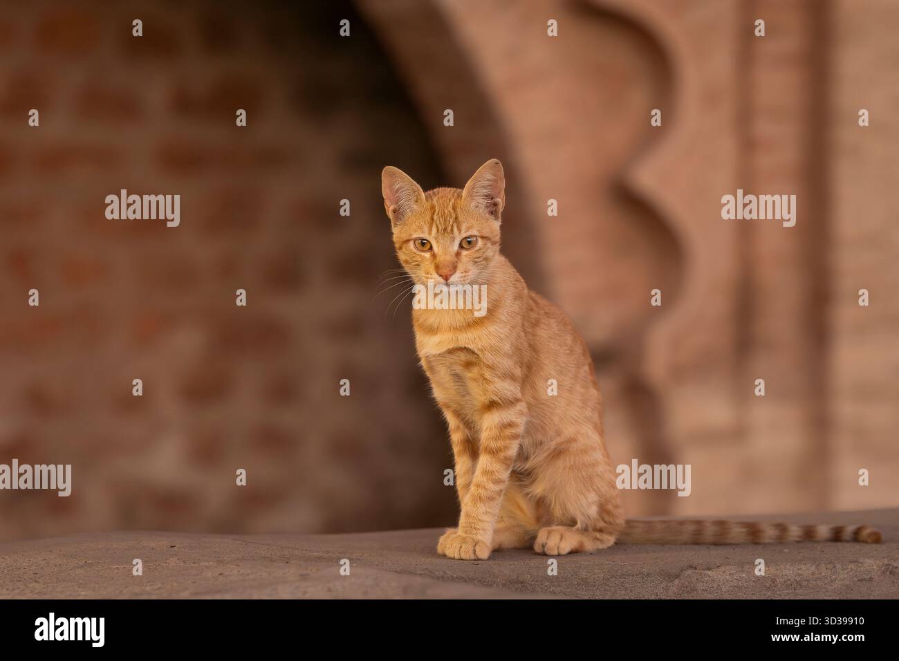 Ingwerkatze sitzt an einer Wand in Marrakesch. Porträt einer roten Katze, Stadtmauer im Hintergrund. Die Farben von Marrakesch. Stockfoto