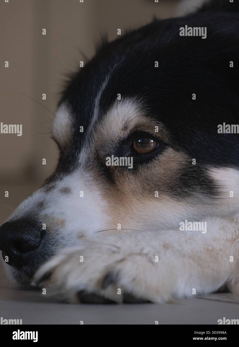 Nahaufnahme eines dreifarbigen Hundes, der sich hinlegt und einen ruhigen und sanften Ausdruck zeigt, mit sanfter Beleuchtung, die sein Fell und seine Augendetails hervorhebt. Stockfoto