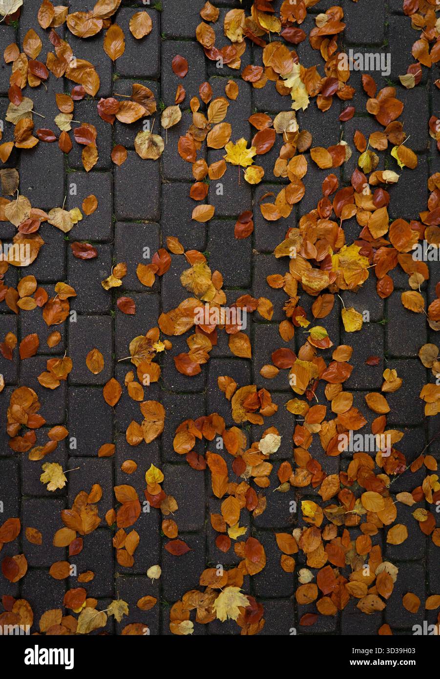 Herbstlaub auf Kopfsteinpflasterpfad, strukturierter Herbsthintergrund Stockfoto