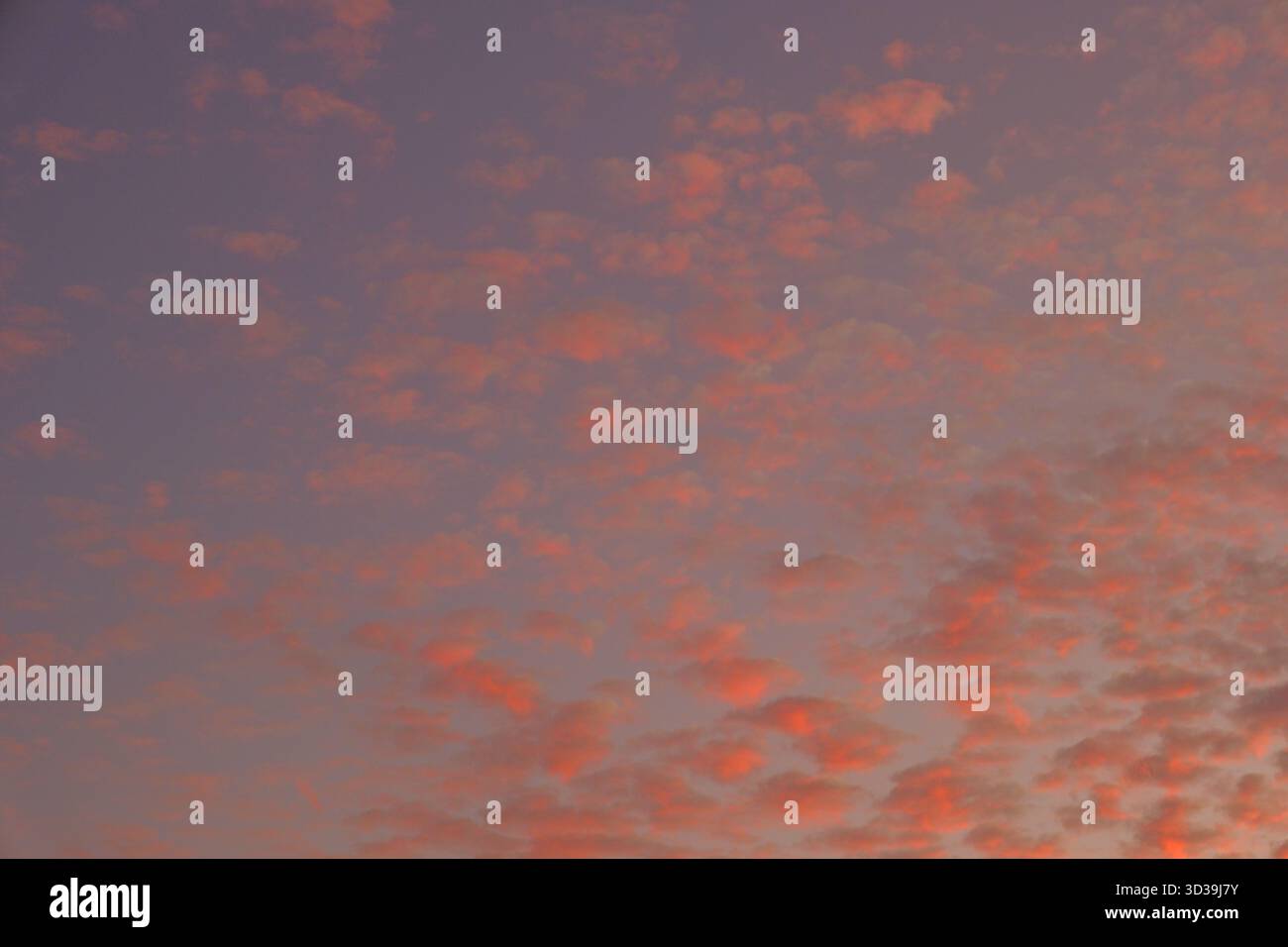Leuchtende Sonnenuntergangswolken über dem australischen Himmel, die in Rosa- und Violetttönen leuchten Stockfoto