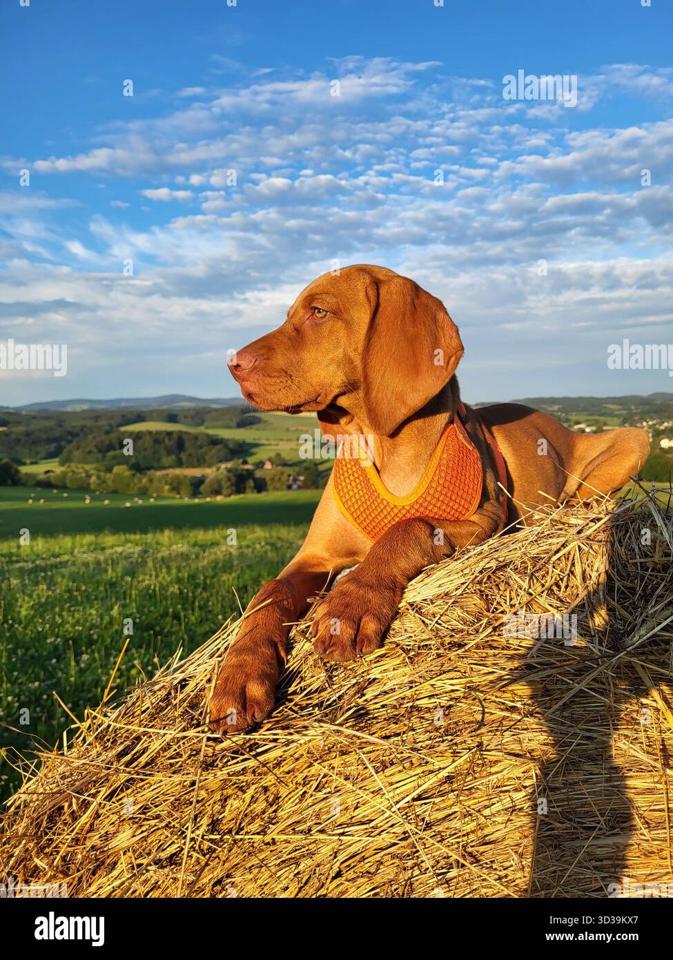 Ungarischer Vizsla-Welpe liegt auf einem Heuballen in einem grünen Feld unter blauem Himmel mit weißen Wolken und blickt mit den Pfoten nach vorne Stockfoto