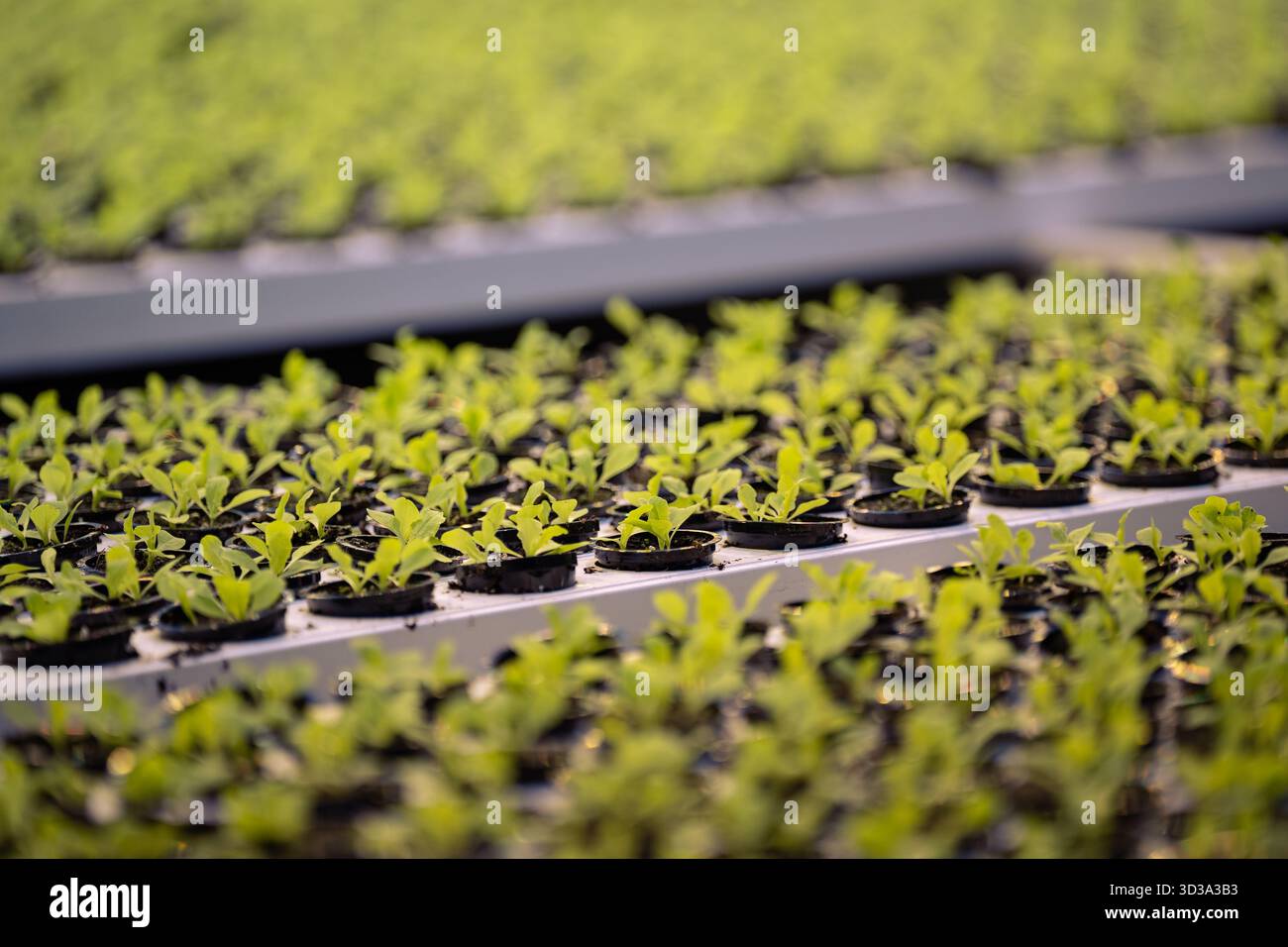 Rucola-Setzlinge in Torftöpfen auf Tablett, bereit für Gewächshauspflanzung, umweltfreundlicher Anbau Stockfoto