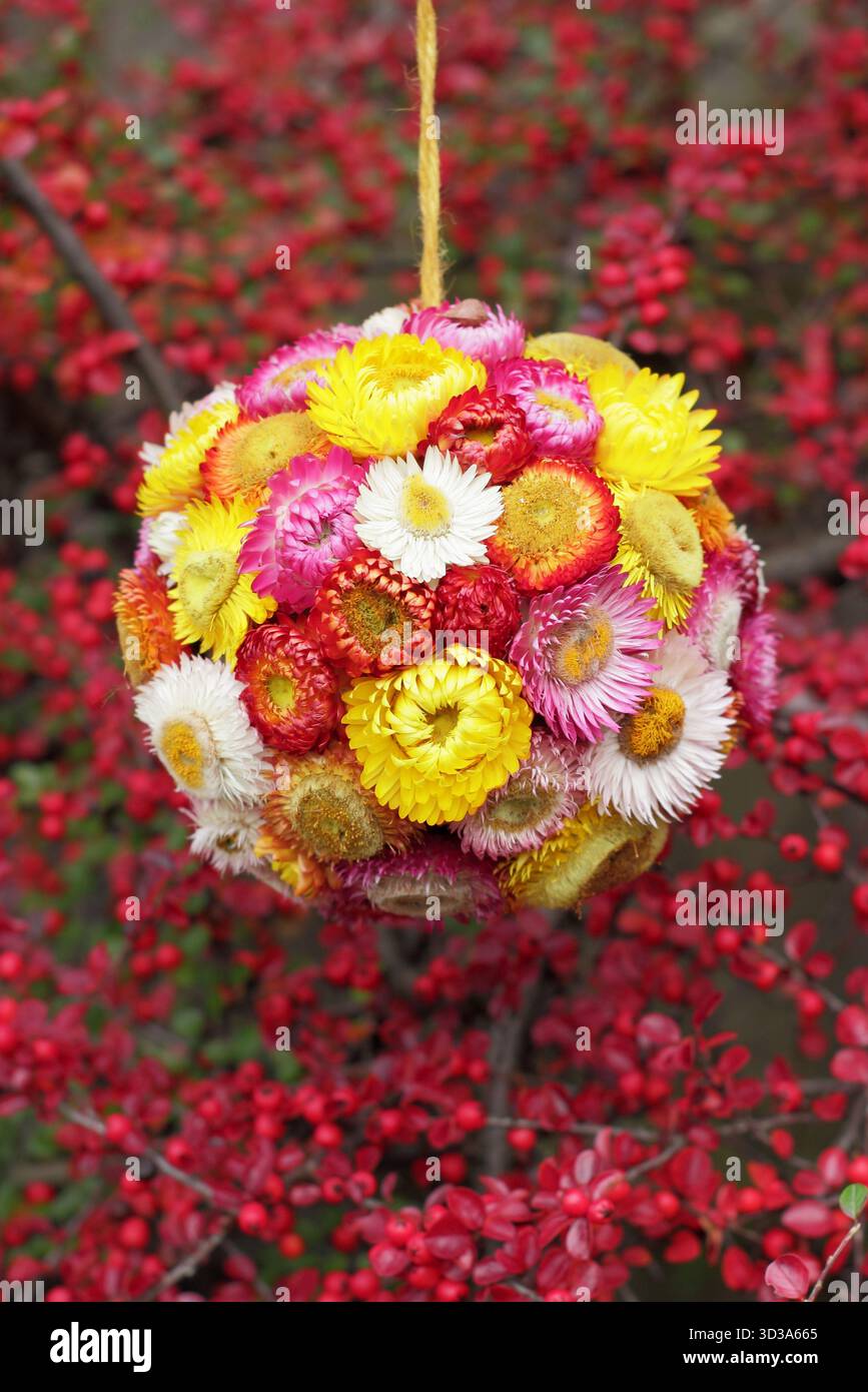 Helichrysum. Getrocknete Erdblumenkugel hängt im Herbst in der Hecke Cotoneaster Horizontalis. Xerochrysum bracteatum. Stockfoto