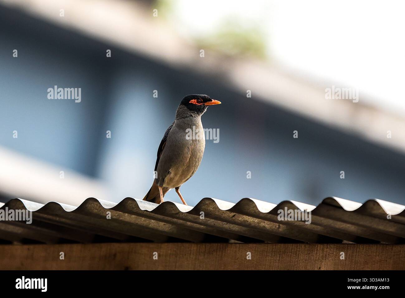 Gemeiner Myna-Vogel auf dem Dachrücken mit hellem rotem Schnabel und dunklem Kopf Stockfoto