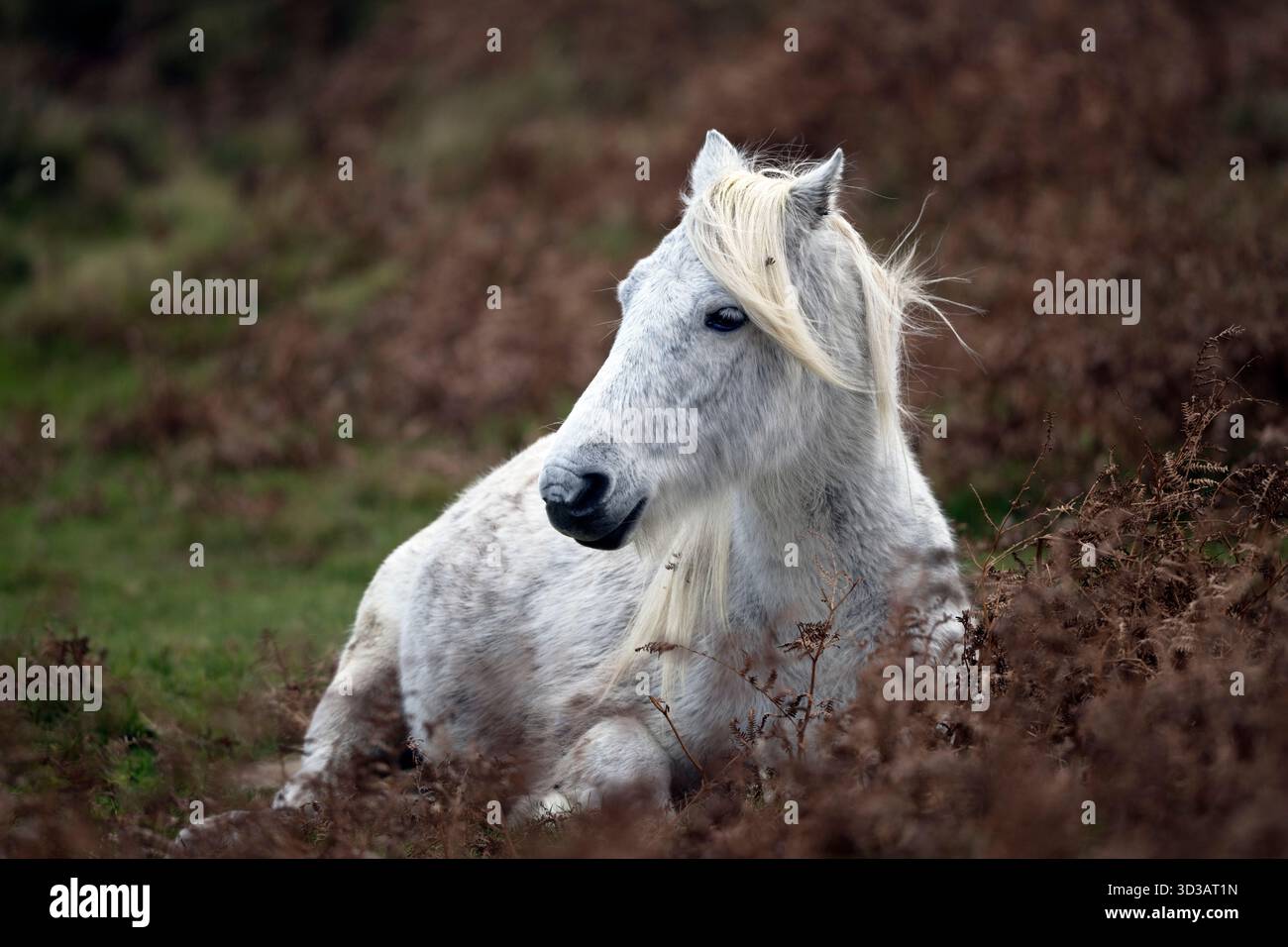 Weißes Dartmoor-Pony, das auf dem Gras liegt Stockfoto