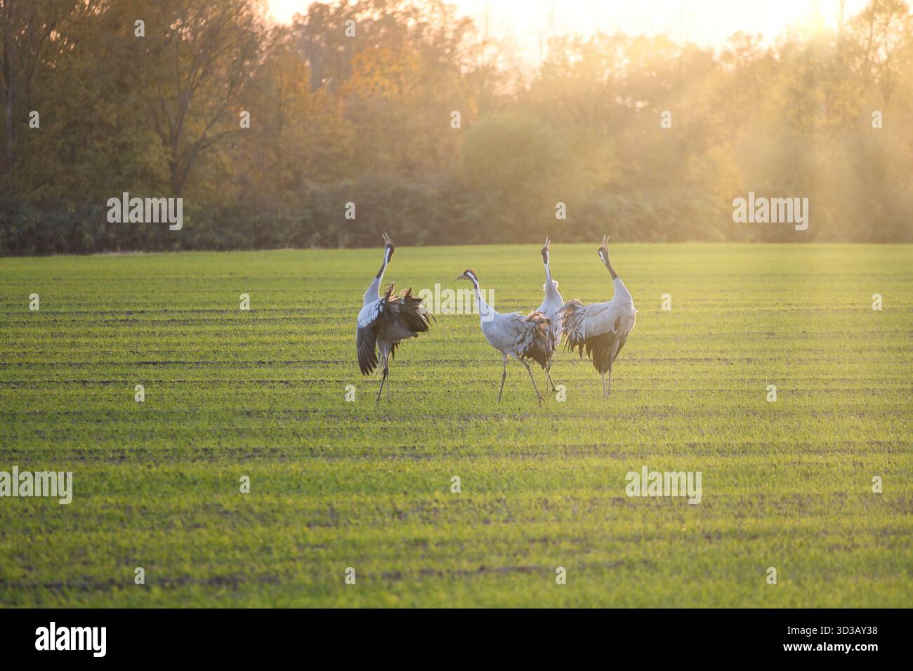 Dramatischer Himmel über Einem ruhigen See mit hellen Sonnenstrahlen und Reflexionen im Wasser, natürlichem Idyll und stimmungsvoller Landschaft. Stockfoto