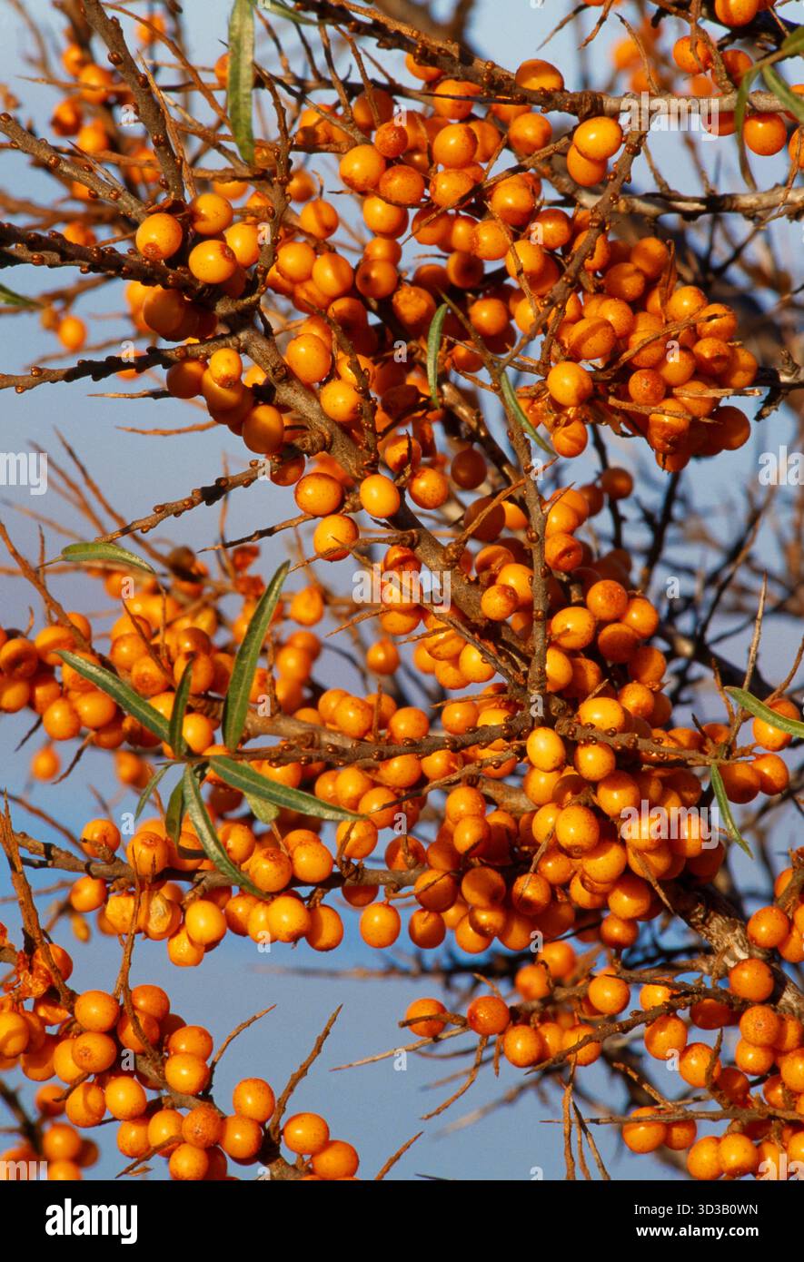 Sanddorn (Hippophae rhamnoides) Beeren, die auf Büschen zur Stabilisierung der Küstendünen im Aberlady Bay Local Nature Reserve, Schottland, zu sehen sind Stockfoto