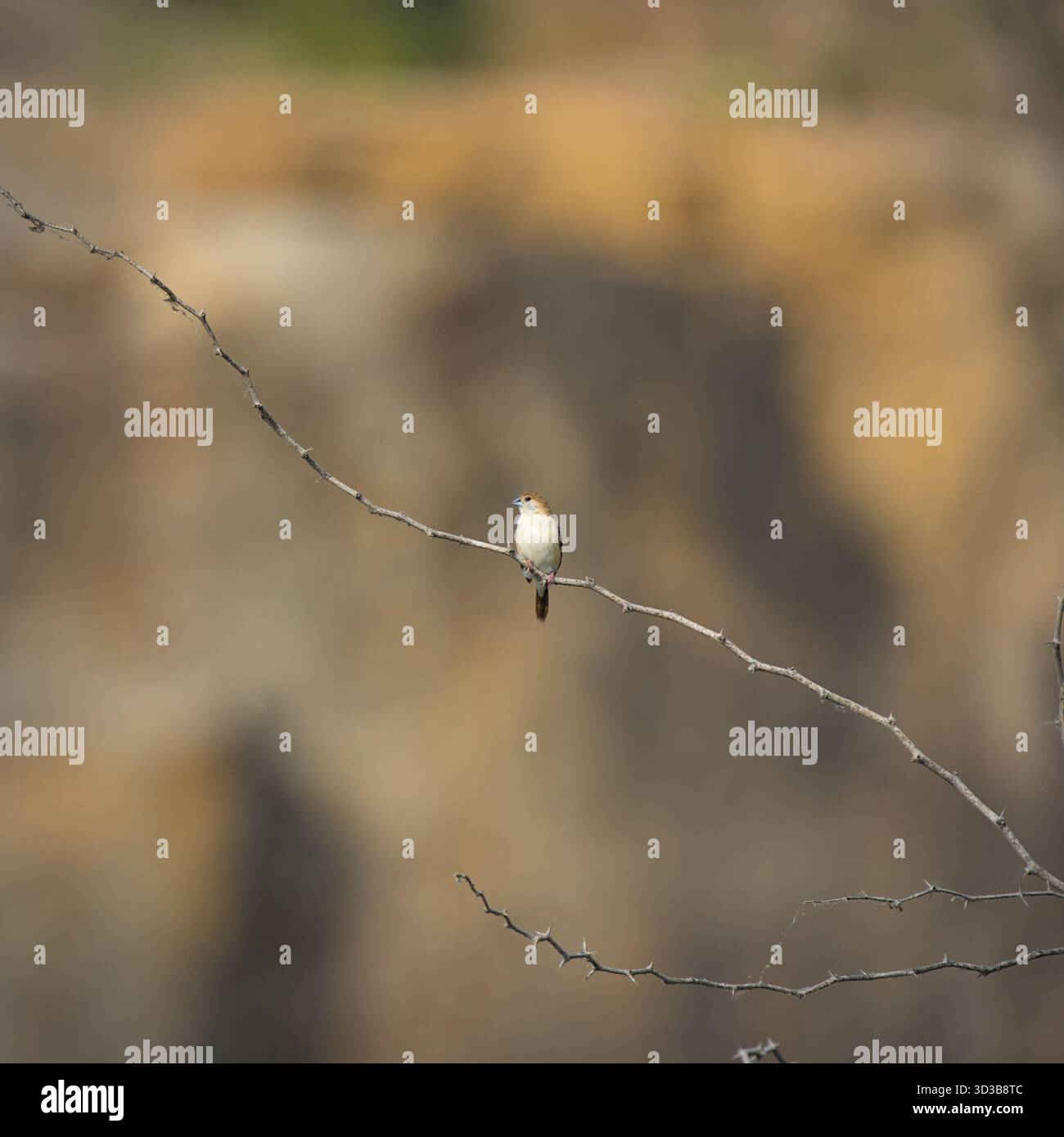 indian Silver Bill thronte auf einem trockenen Zweig in einem trockenen Land an einem hellen Tageslicht Stockfoto