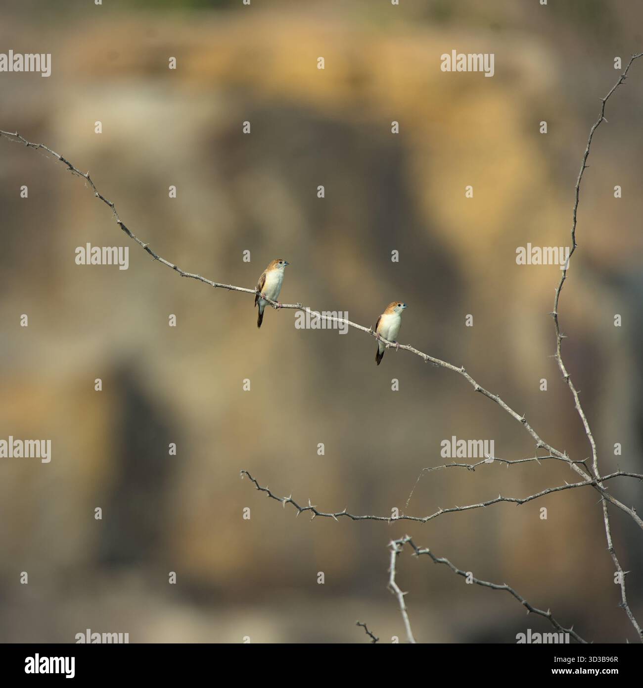 Ein Paar indian Silver Bill auf einem trockenen Zweig in einem trockenen Land bei hellem Tageslicht Stockfoto