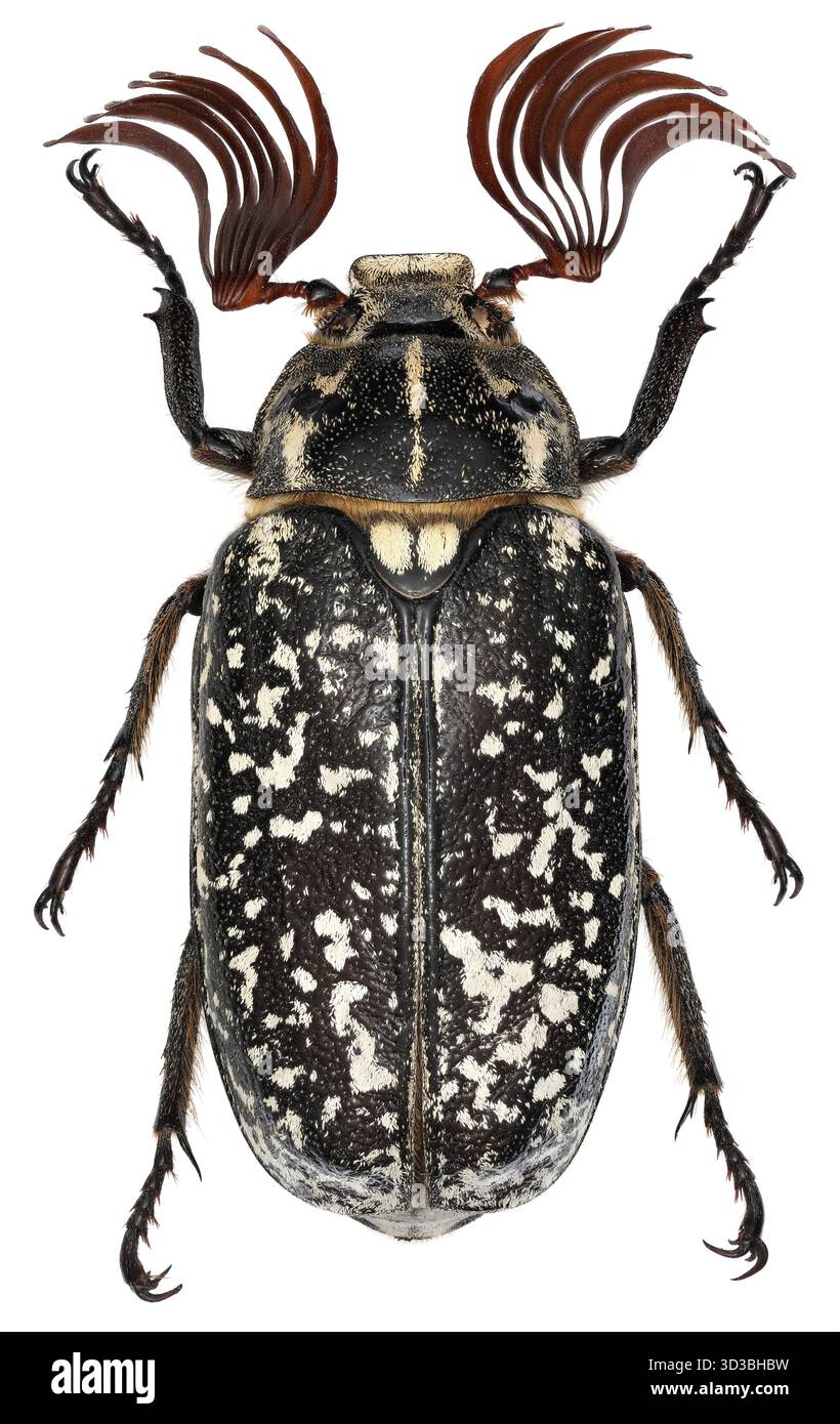 Kiefernscheuer, Polyphylla Fullo. Ist einer der größten europäischen Käfer der Familie der Scarabaeidae. Ein detailliertes Makrofoto dieses wunderschönen Insekts auf weiß Stockfoto