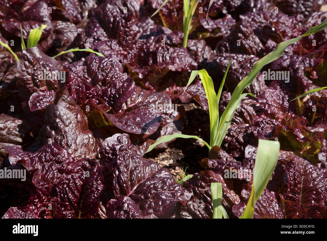 Unglaublicher Salat; und Dill Stockfoto