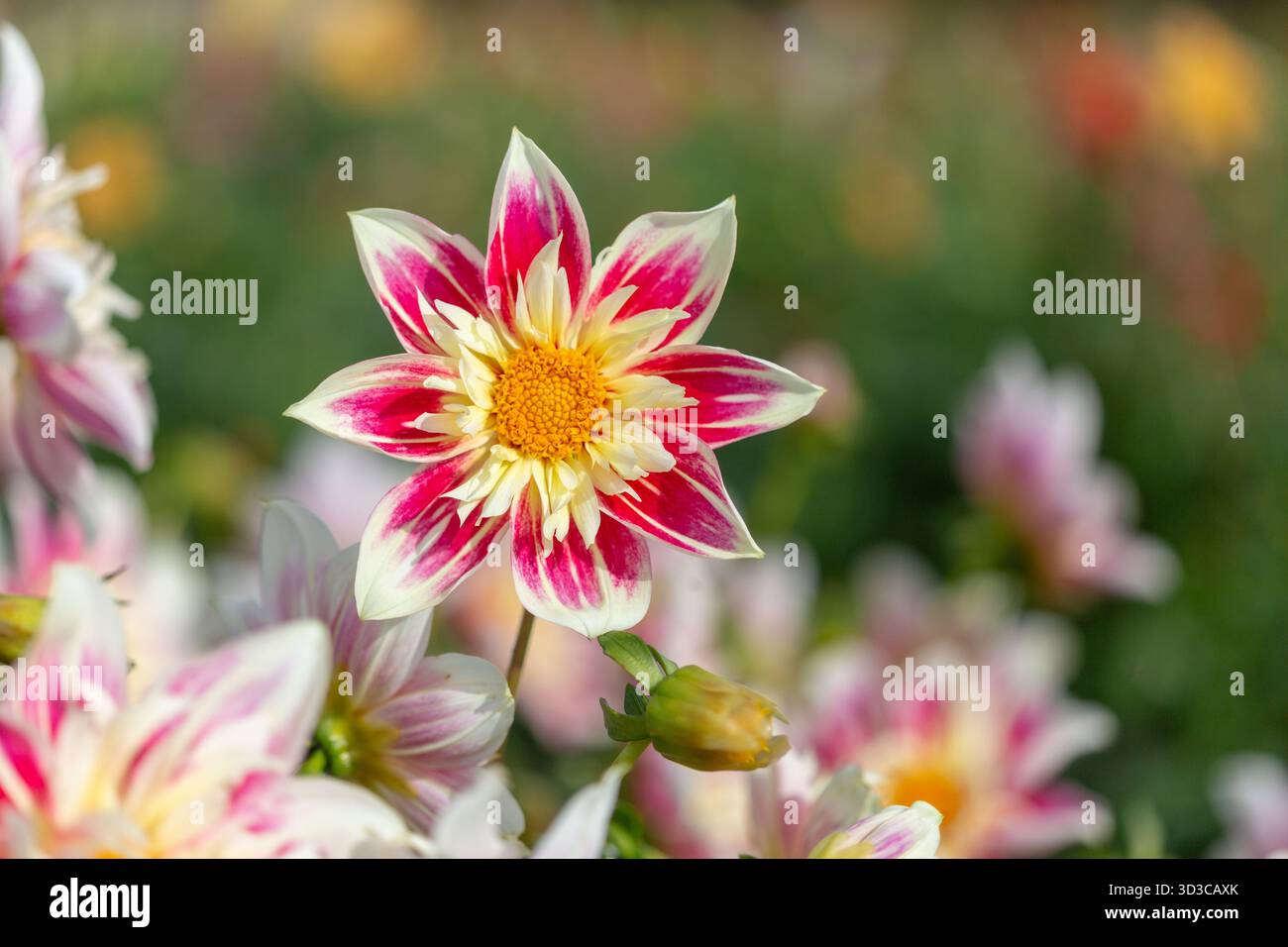 Bunte Dahlienblüten an einem sonnigen Oktobertag in einem englischen Landgarten Stockfoto