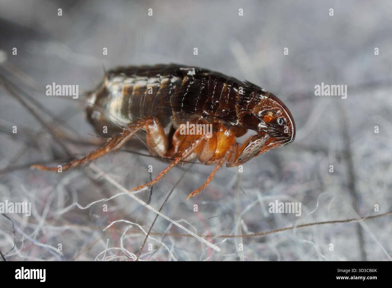 Floh auf dem Teppich in der Wohnung. Es ist ein lästiges und beißendes Insekt. Stockfoto
